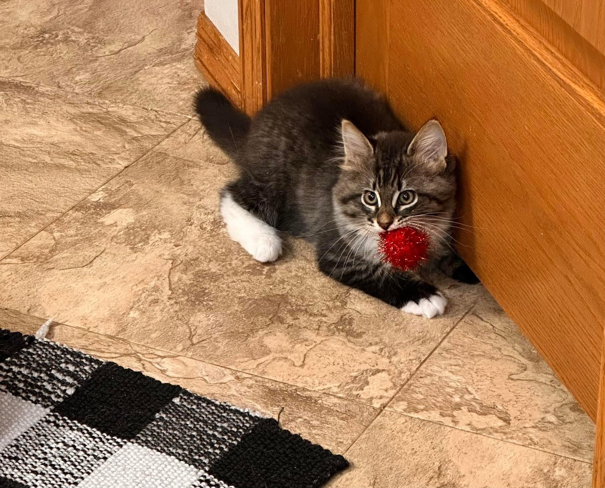 Enlarge JuJu Beans, an adopted Domestic Long Hair in Shakopee, MN image 5/6