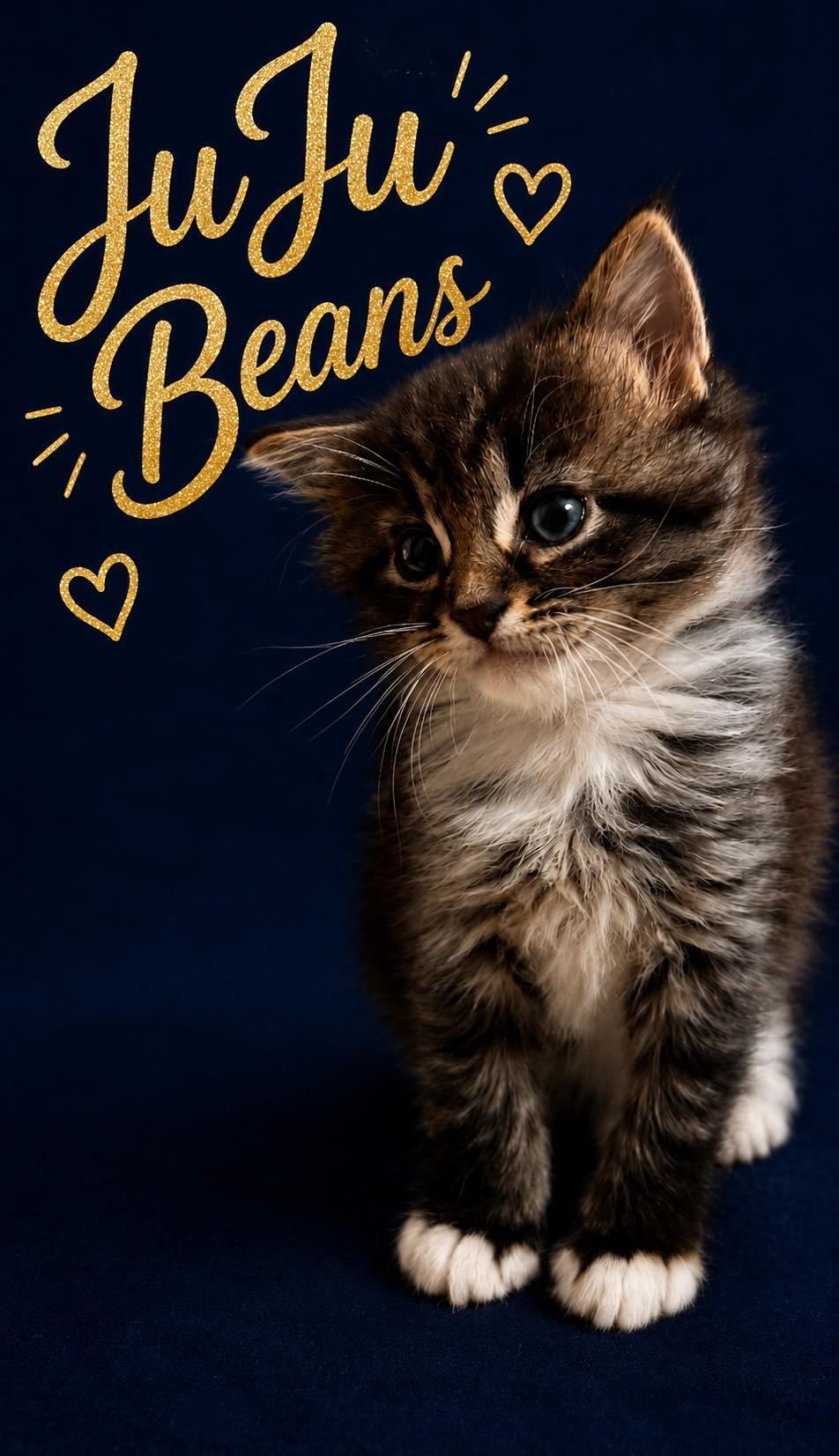 JuJu Beans, adopted, Kitten Male Domestic Long Hair.