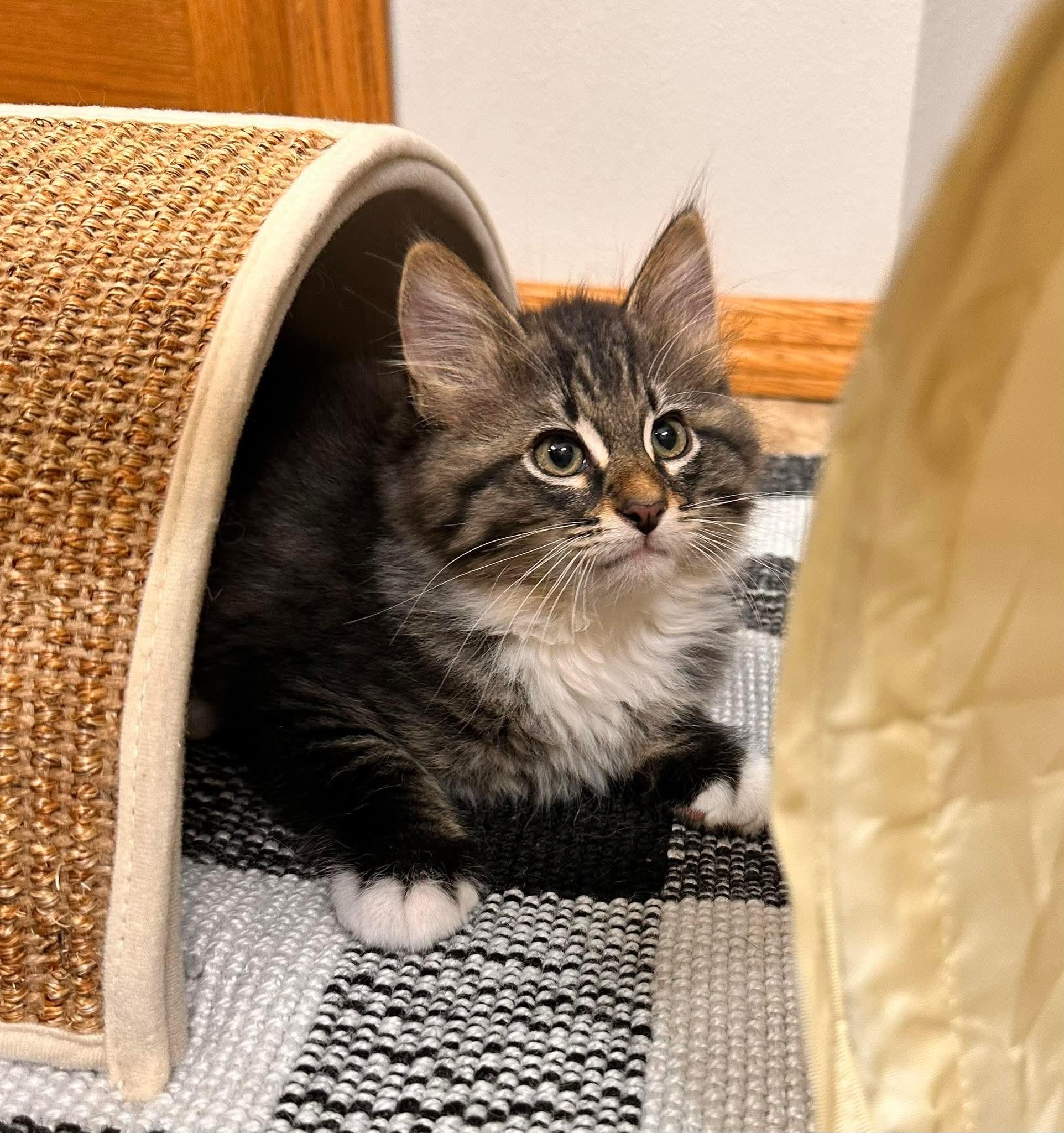 Enlarge JuJu Beans, an adopted Domestic Long Hair in Shakopee, MN image 2/6