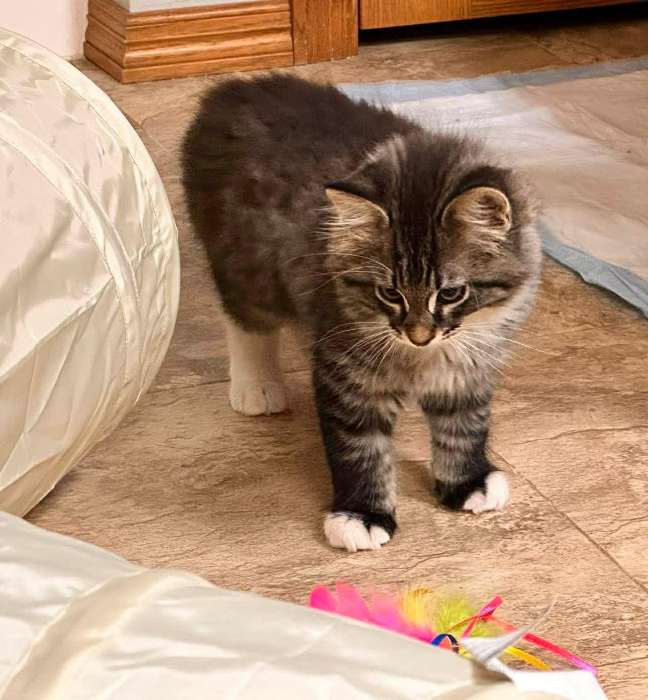 Enlarge JuJu Beans, an adopted Domestic Long Hair in Shakopee, MN image 3/6