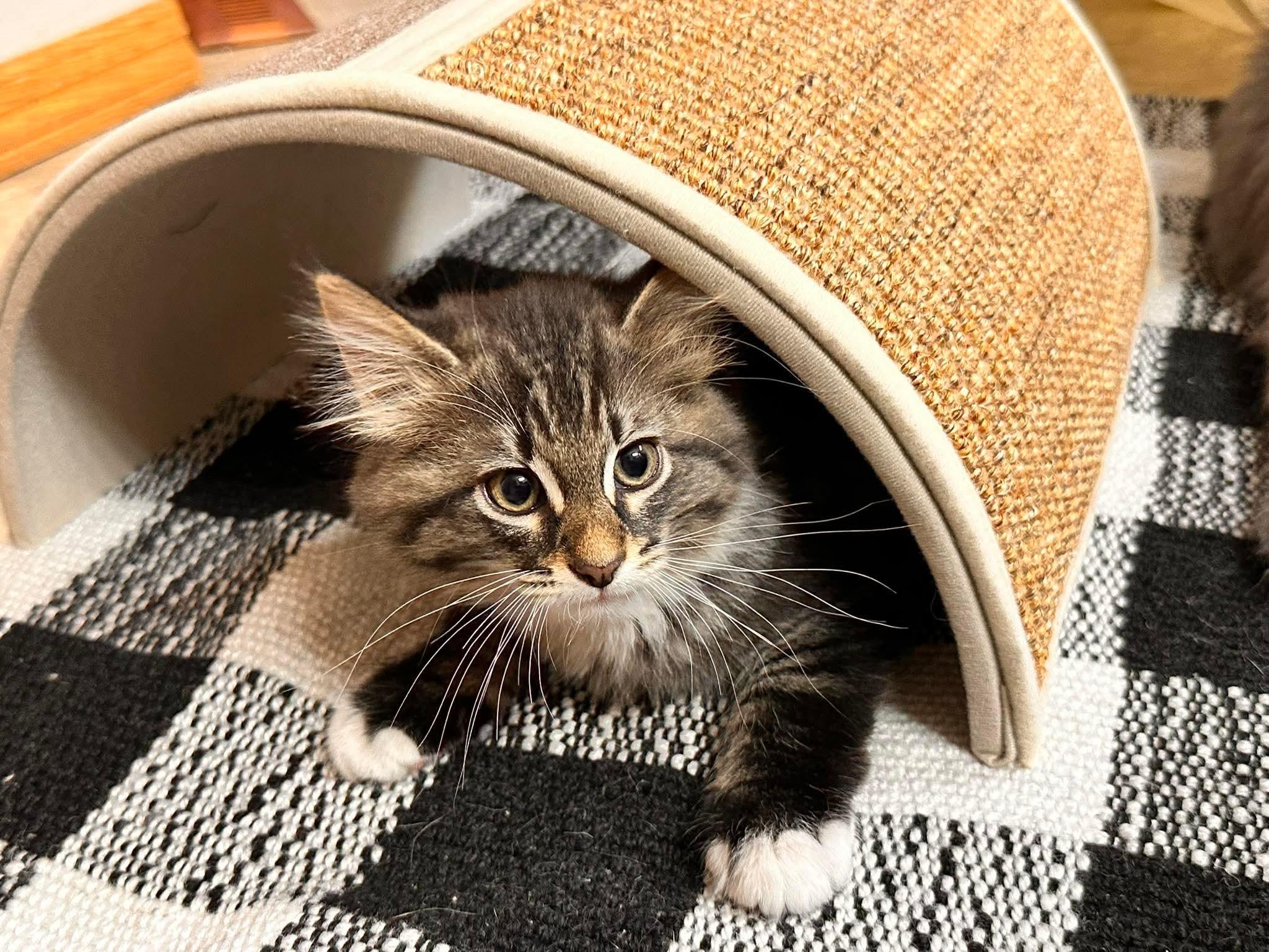 Enlarge JuJu Beans, an adopted Domestic Long Hair in Shakopee, MN image 6/6