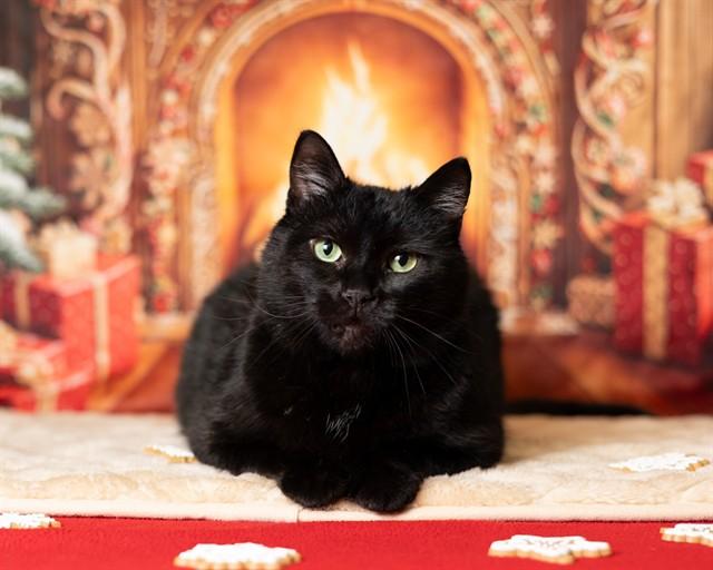 Enlarge GEORGE, a Adoptable Domestic Short Hair in Ames, IA image 1/1