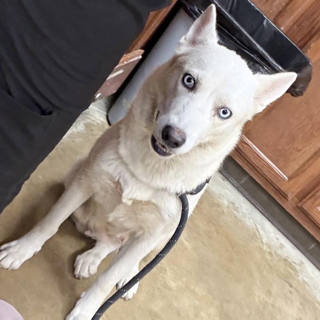 Lyla- 101405U, Adoptable, Adult Female Husky & Mixed Breed.