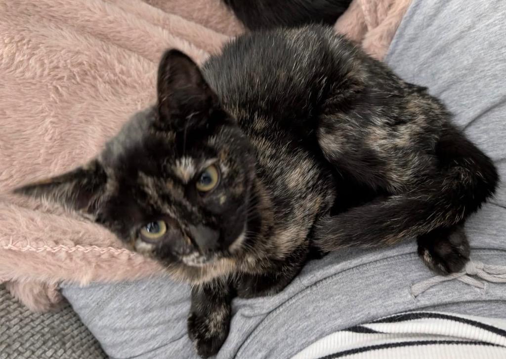 Enlarge Edith Gru, a Adoptable Domestic Short Hair in Gorham, ME image 1/1