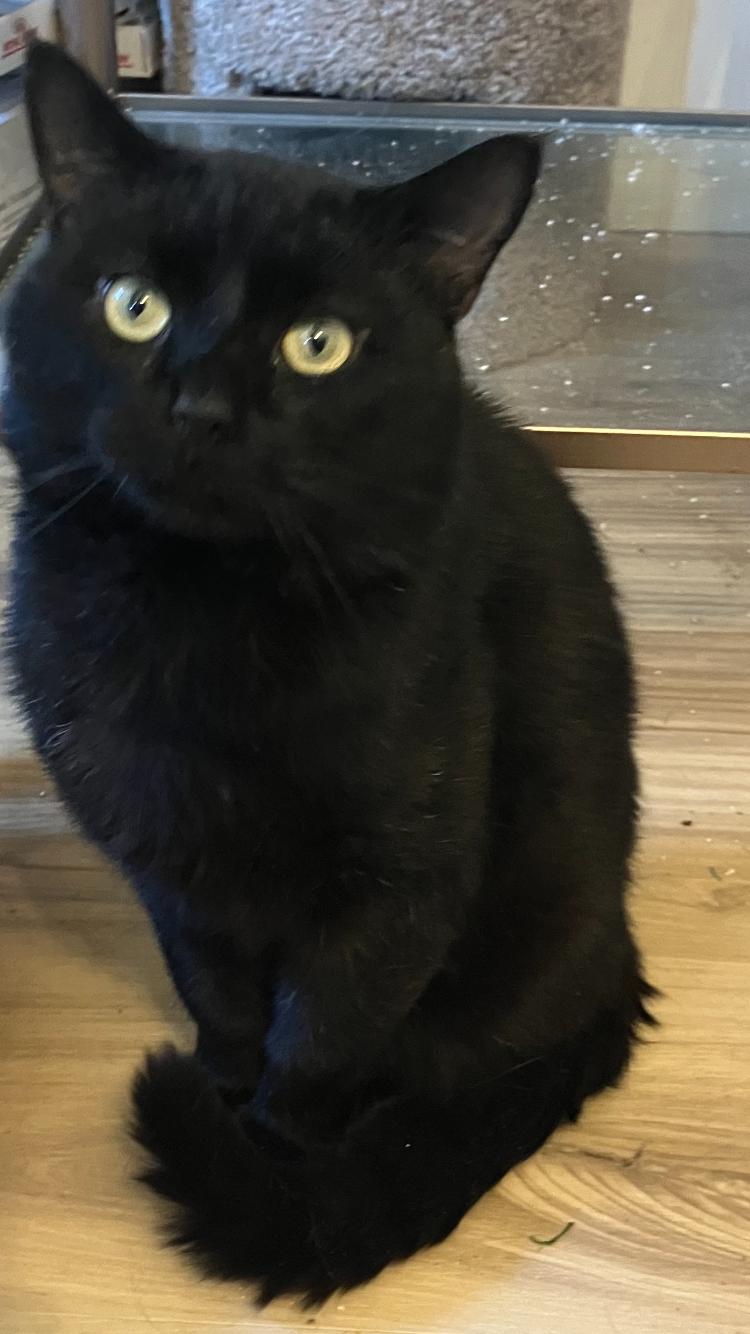 Enlarge Pharaoh , a ADOPTABLE Domestic Short Hair in Bensalem, PA image 2/2