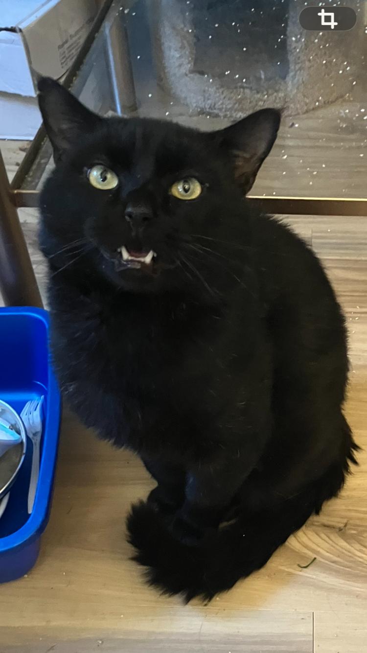 Enlarge Pharaoh , a ADOPTABLE Domestic Short Hair in Bensalem, PA image 1/2