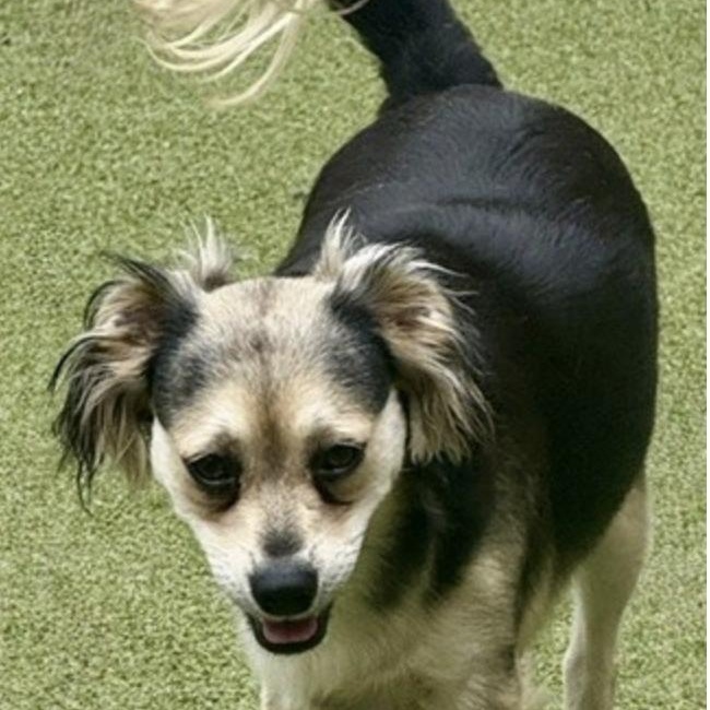 Harrow, a Adoptable mixed breed in hagerstown, MD image 4/6