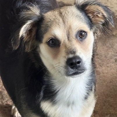 Harrow, a Adoptable mixed breed in hagerstown, MD image 3/6