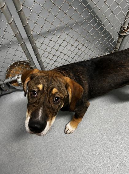 Cute as a Button, Adoptable, Adult Male Mixed Breed & Mixed Breed.