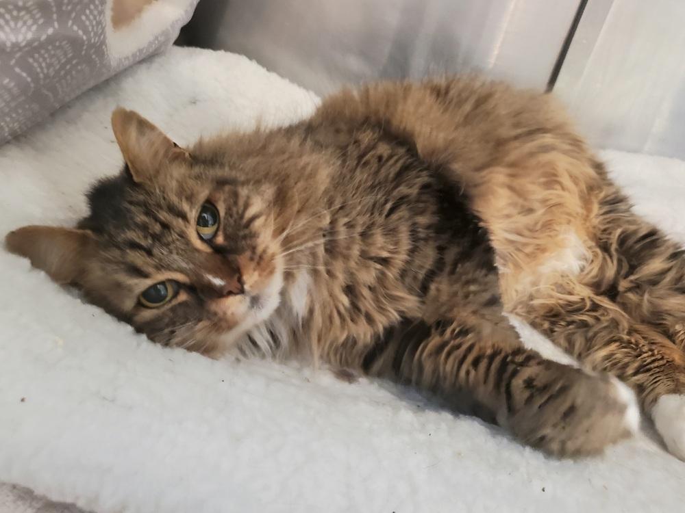 Birch, Adoptable, Senior Female Domestic Long Hair & Retriever.