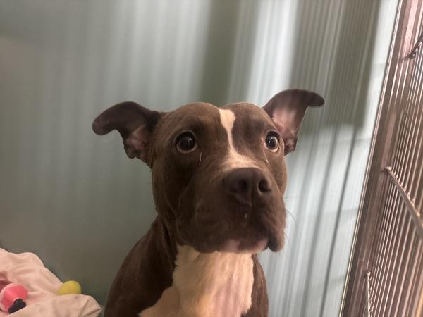 Unagi, Adoptable, Adult Male Mixed Breed.
