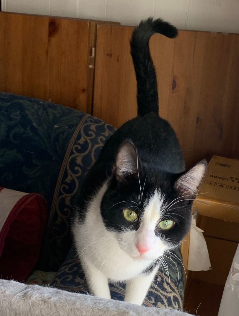 Kimchi, Adopted, Young Male Domestic Short Hair.