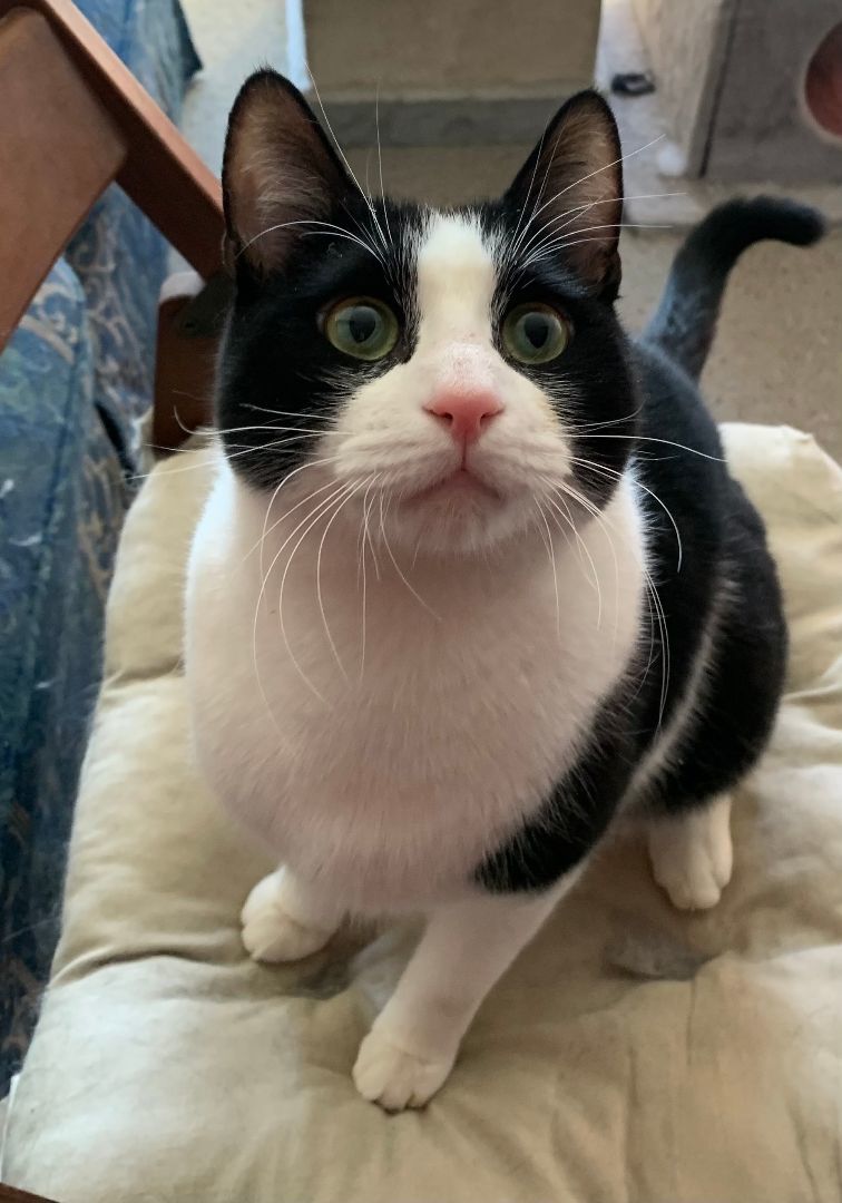 Enlarge Kimchi, a Adopted Domestic Short Hair in Brooklyn, NY image 2/4
