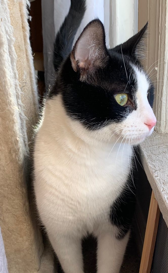 Enlarge Kimchi, a Adopted Domestic Short Hair in Brooklyn, NY image 3/4
