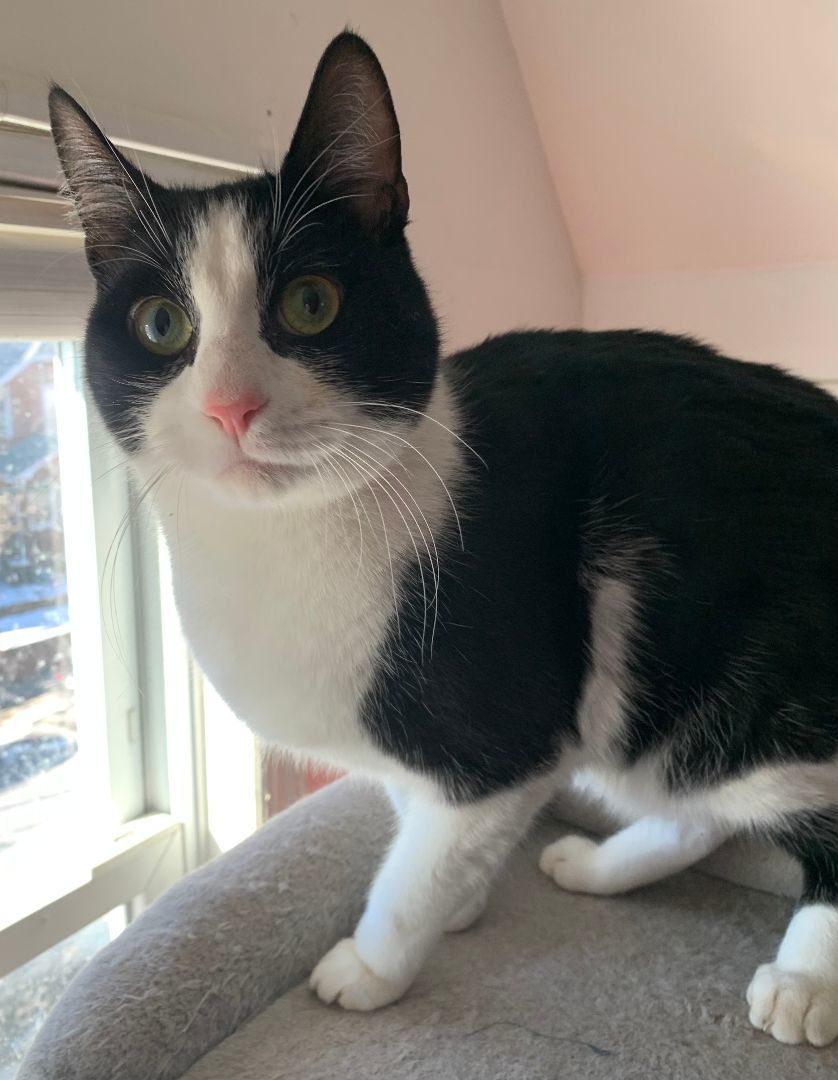 Enlarge Kimchi, a Adopted Domestic Short Hair in Brooklyn, NY image 4/4