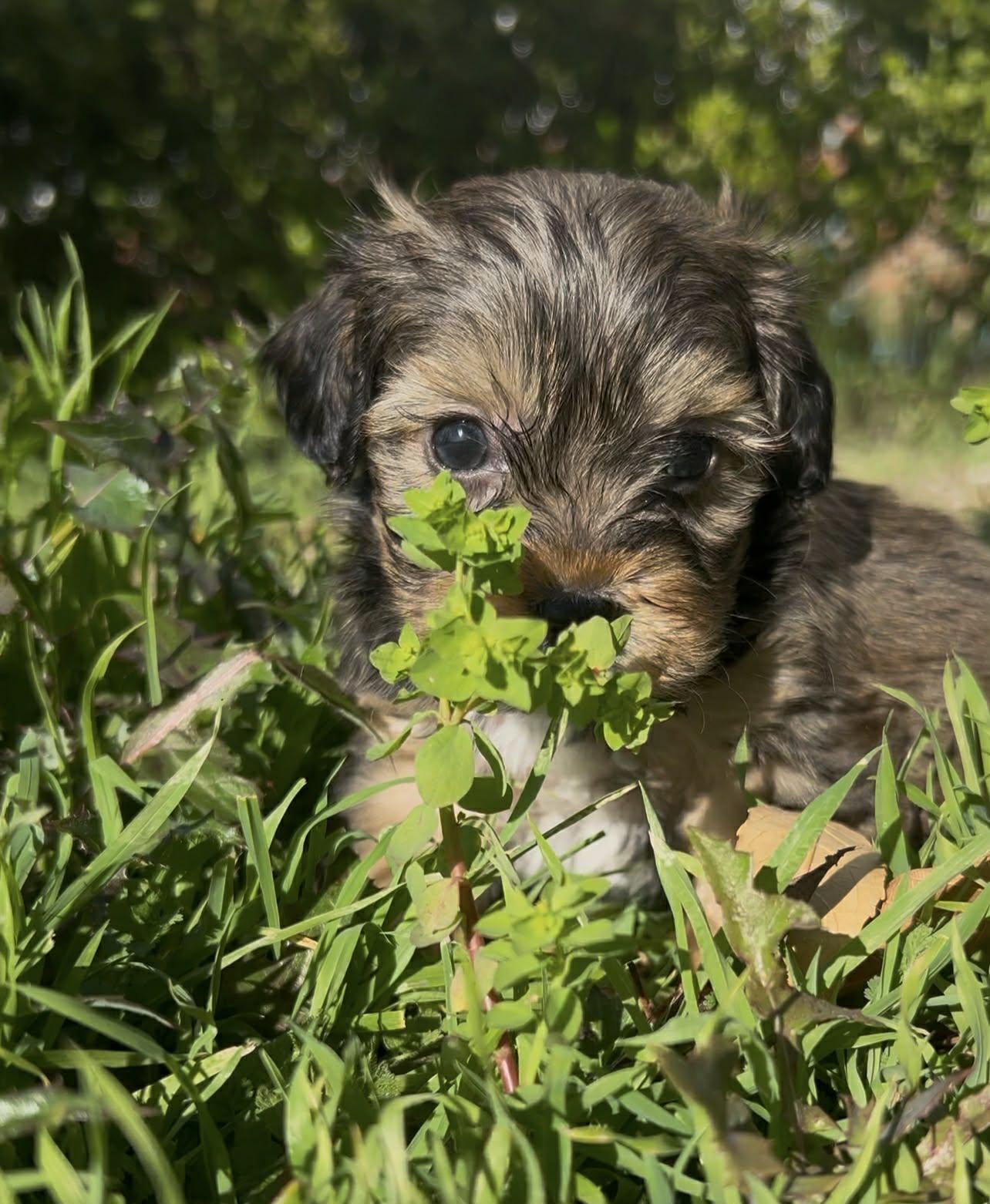 Macchiato aka "White Toes" , an adopted mixed breed in Reseda, CA image 4/4