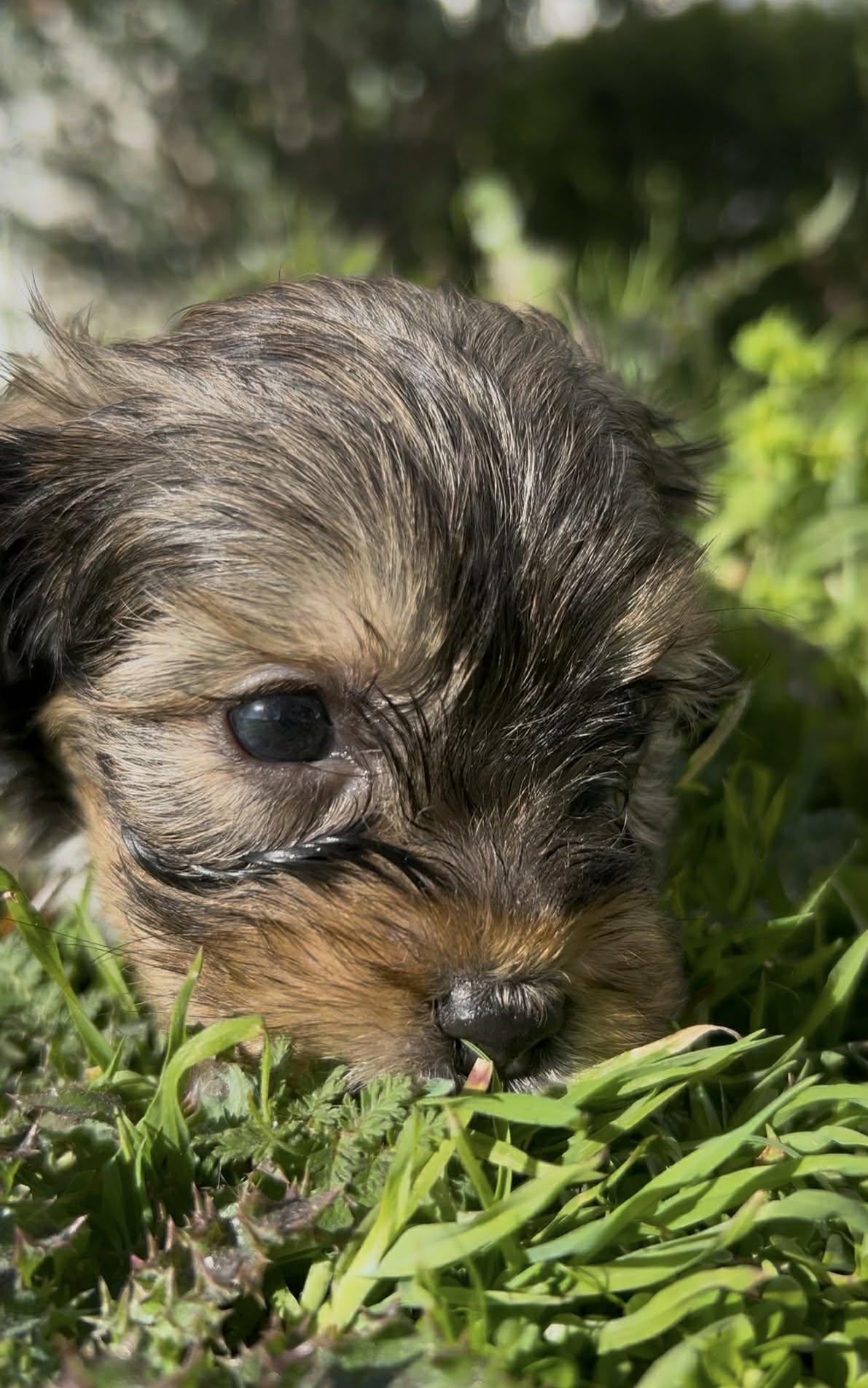 Macchiato aka "White Toes" , an adopted mixed breed in Reseda, CA image 2/4