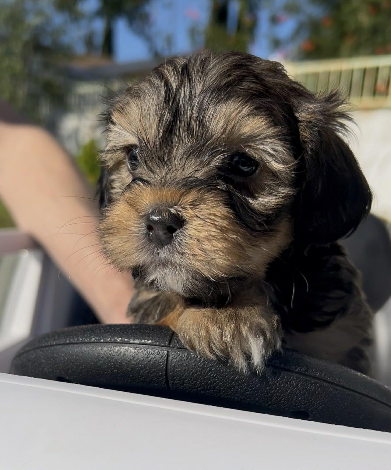 Macchiato aka "White Toes" , an adopted mixed breed in Reseda, CA image 1/4