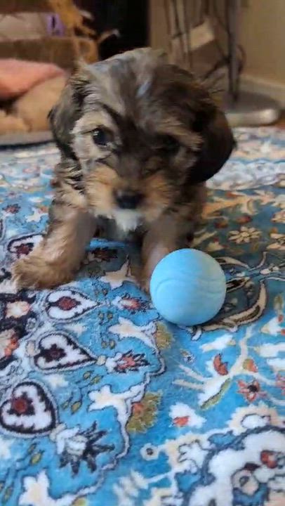 Enlarge Macchiato aka "White Toes" , an adopted mixed breed in Reseda, CA video 3/4