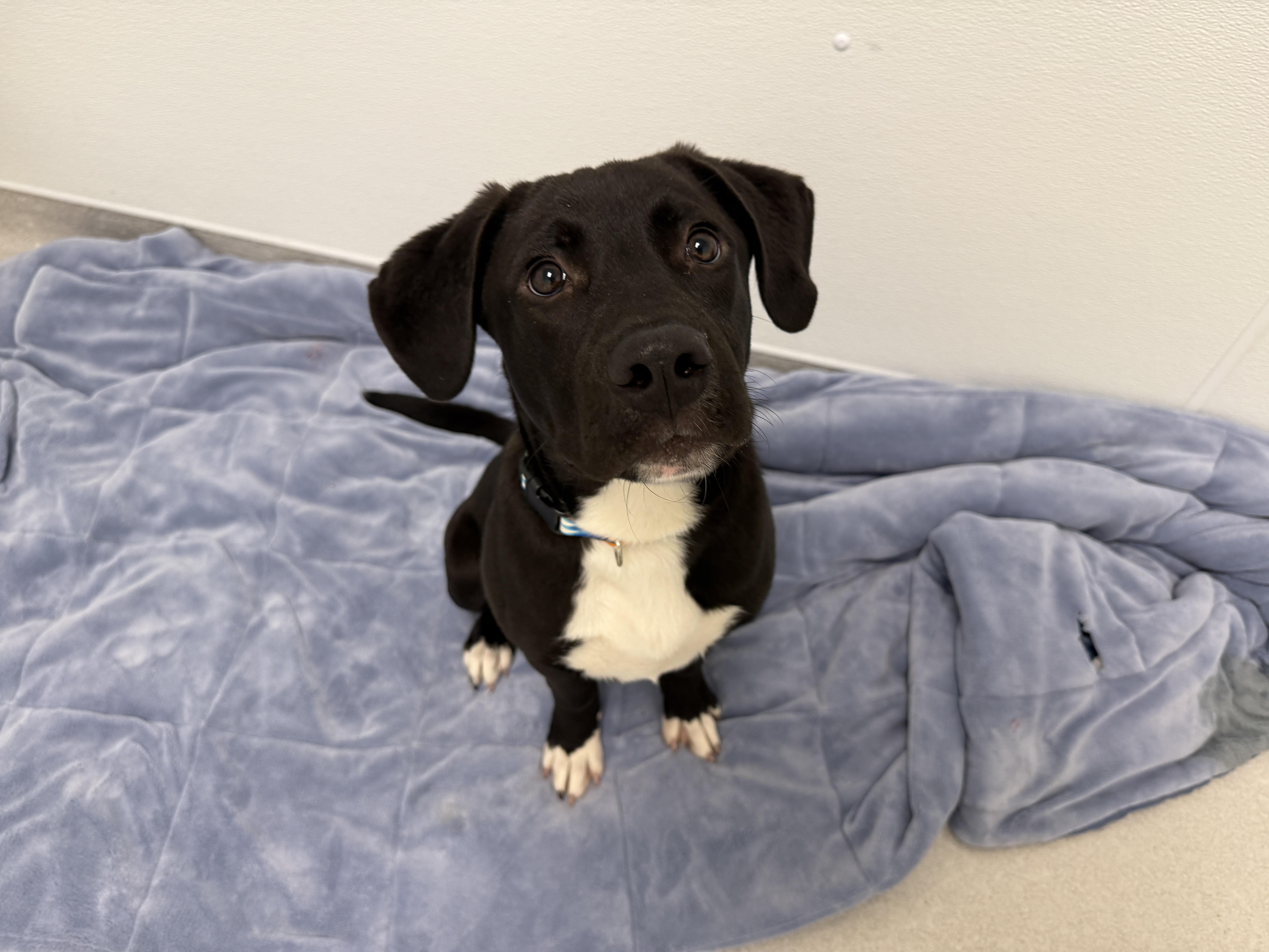 Ken, a Adoptable mixed breed in Evanston, IL image 2/6