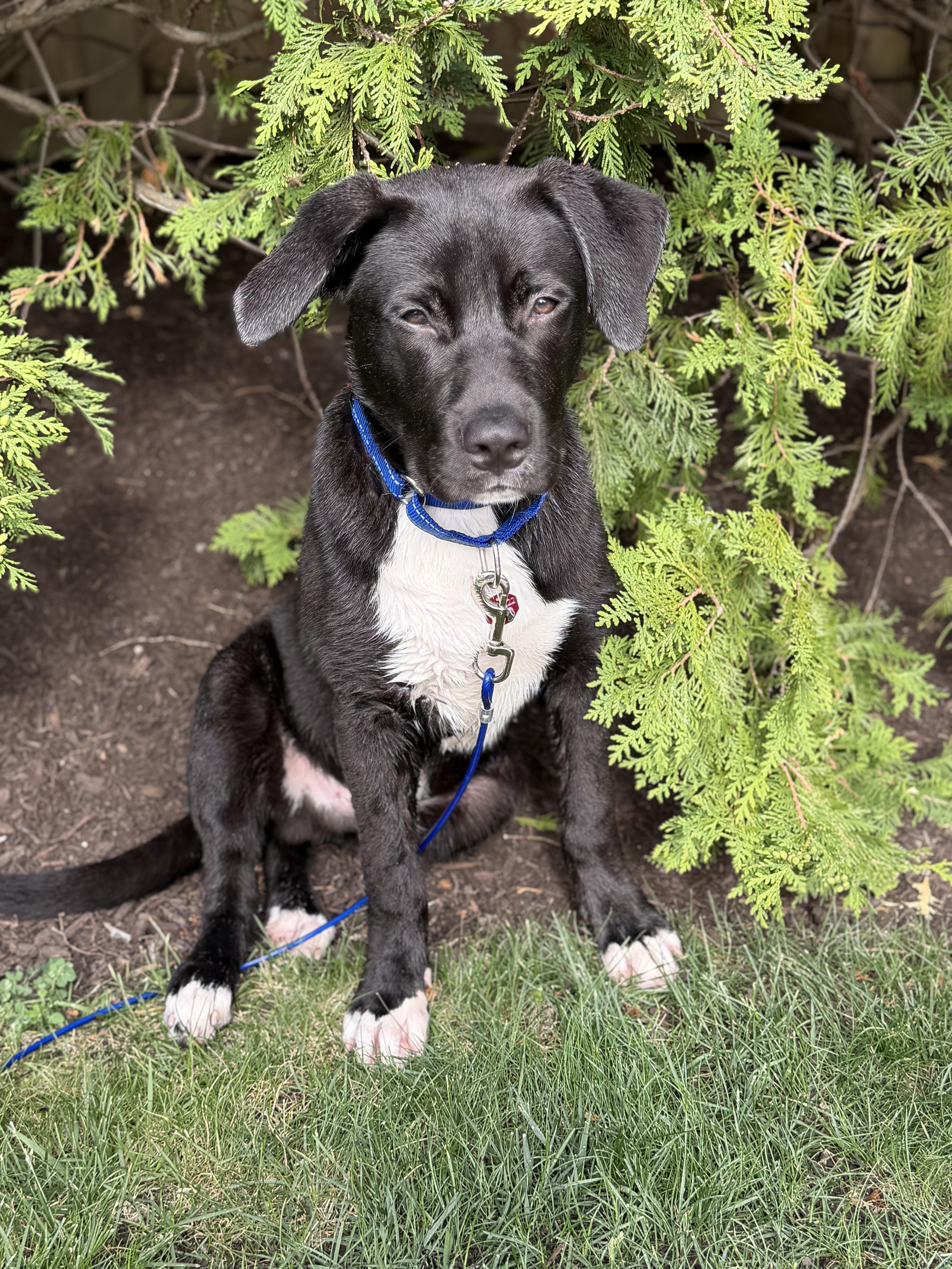 Ken, a Adoptable mixed breed in Evanston, IL image 1/6