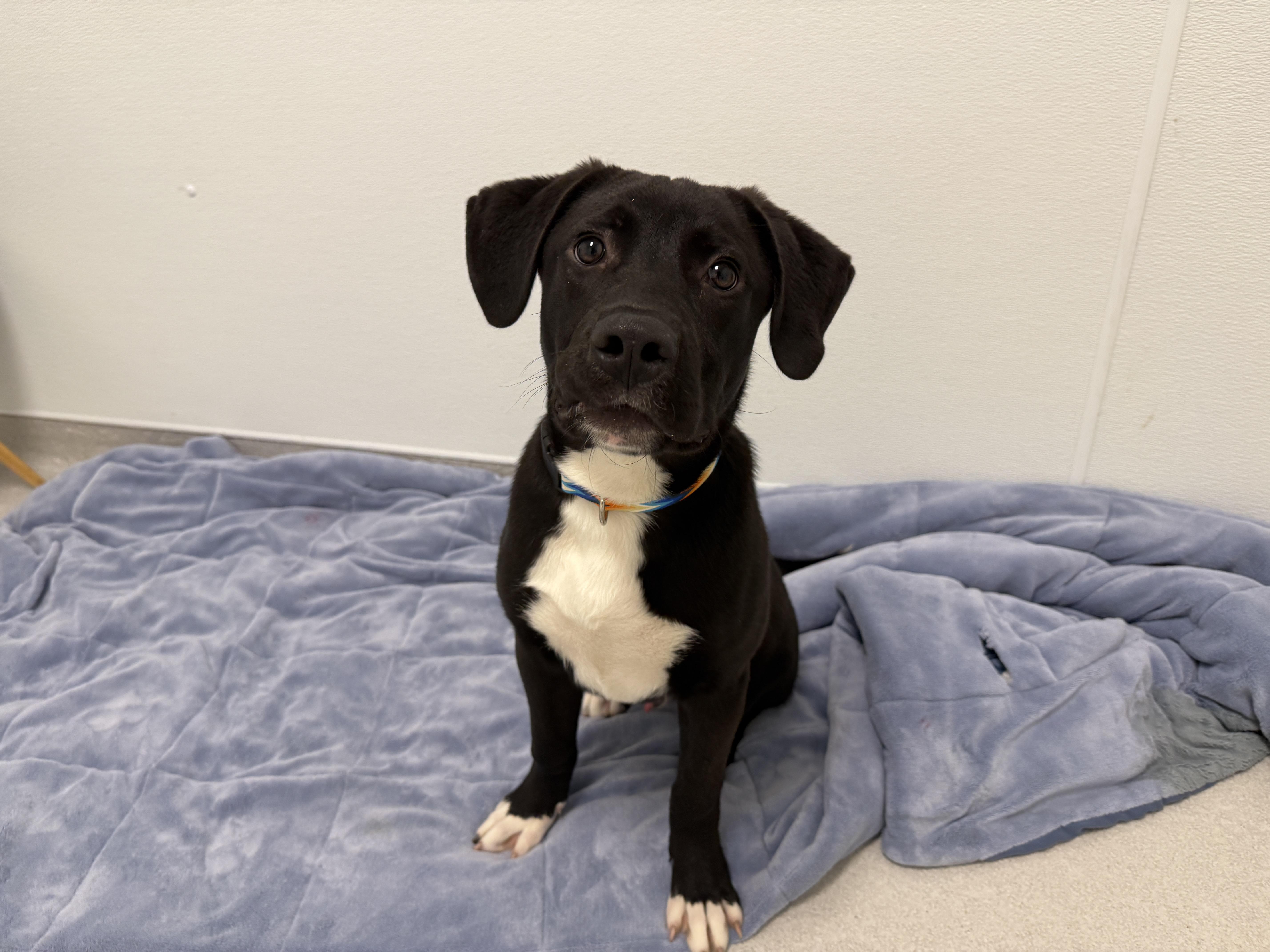Ken, a Adoptable mixed breed in Evanston, IL image 5/6