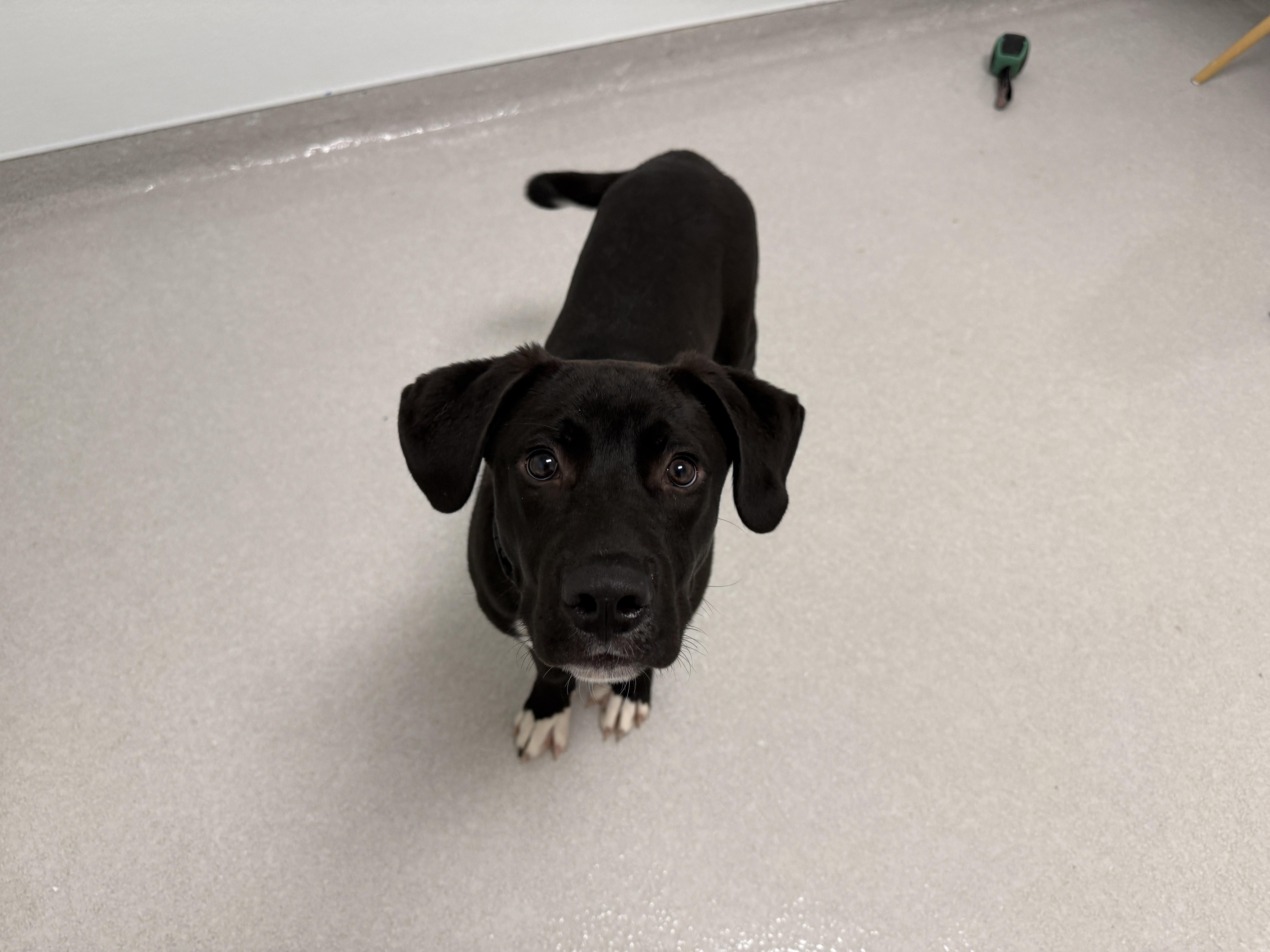 Ken, a Adoptable mixed breed in Evanston, IL image 6/6