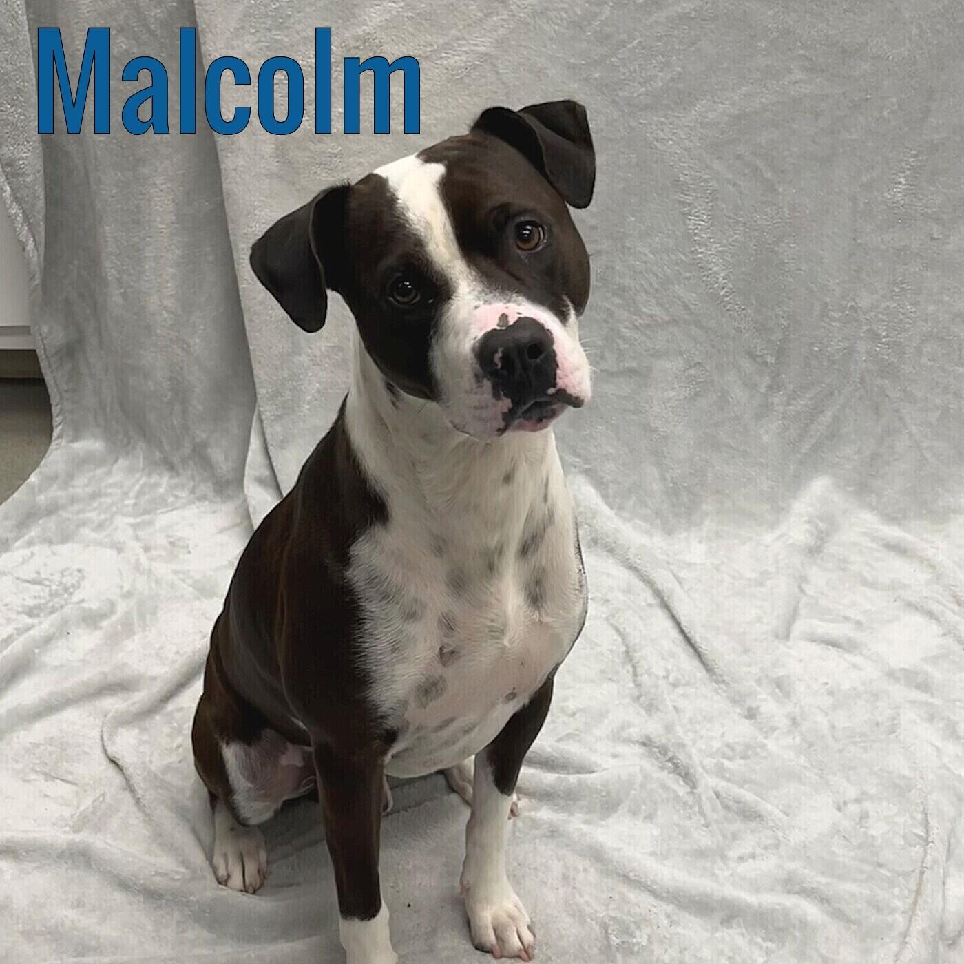 Enlarge Malcolm, a ADOPTABLE mixed breed in Pleasantville, NJ image 1/1