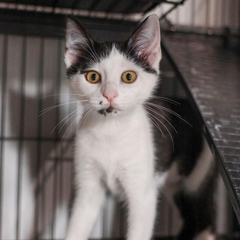 Enlarge Zephyr, a Adoptable Domestic Short Hair in Bradenton, FL image 1/1