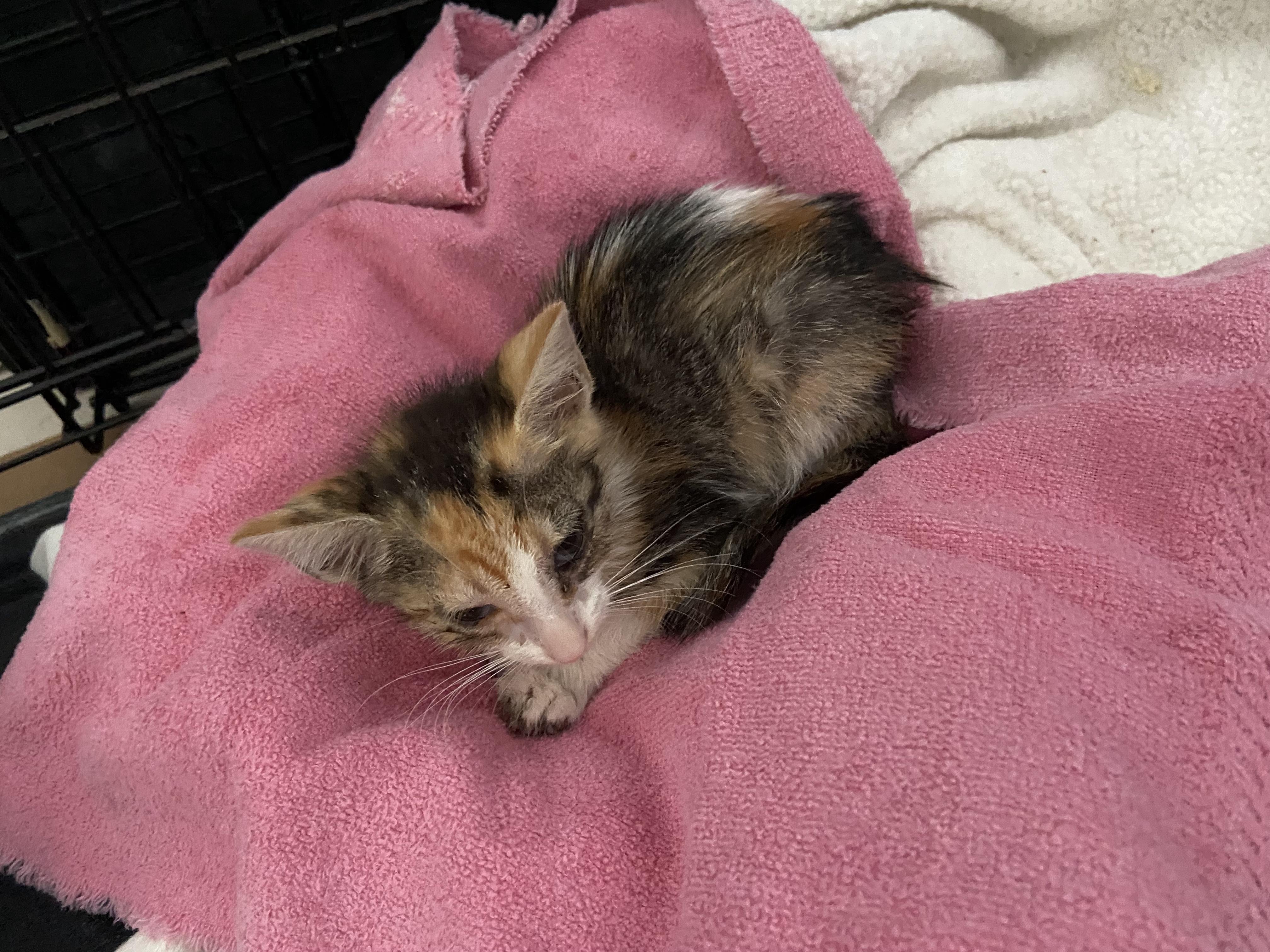 Enlarge Cayce, a Adoptable Calico in Mabank, TX image 8/8
