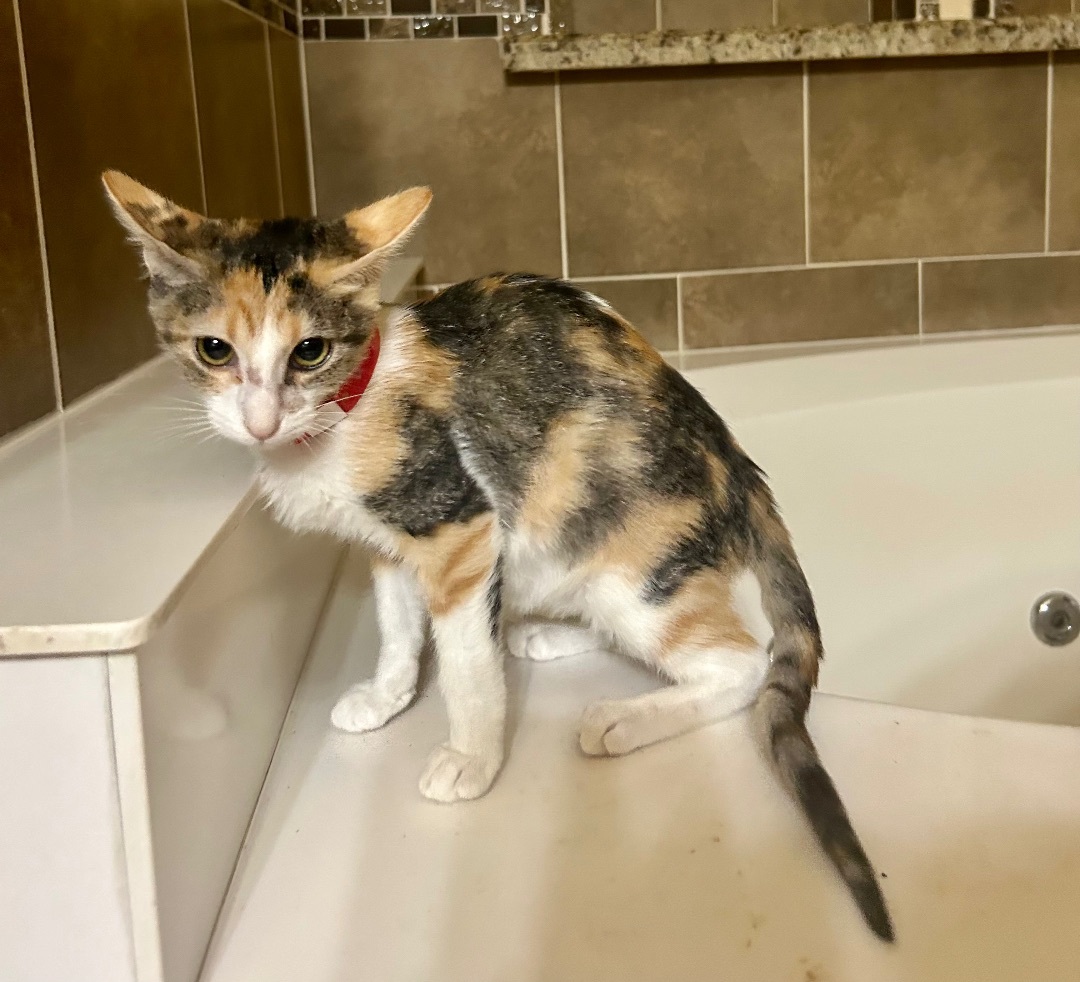 Enlarge Cayce, a Adoptable Calico in Mabank, TX image 7/8
