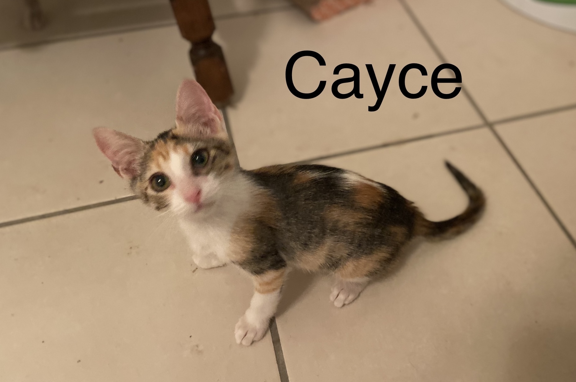Enlarge Cayce, a Adoptable Calico in Mabank, TX image 1/8