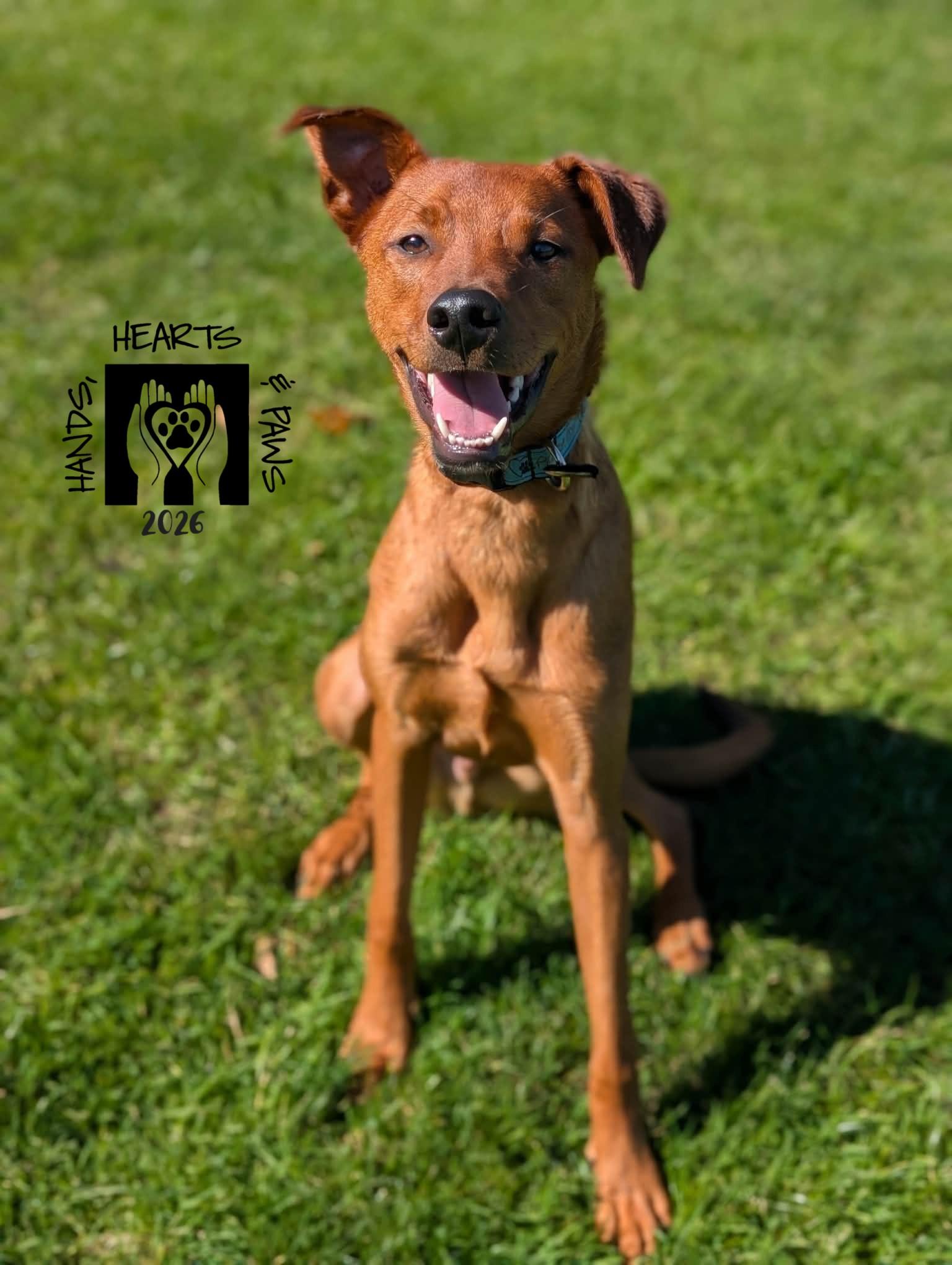 Enlarge Ulysses, a Adoptable mixed breed in Omaha, NE image 5/6