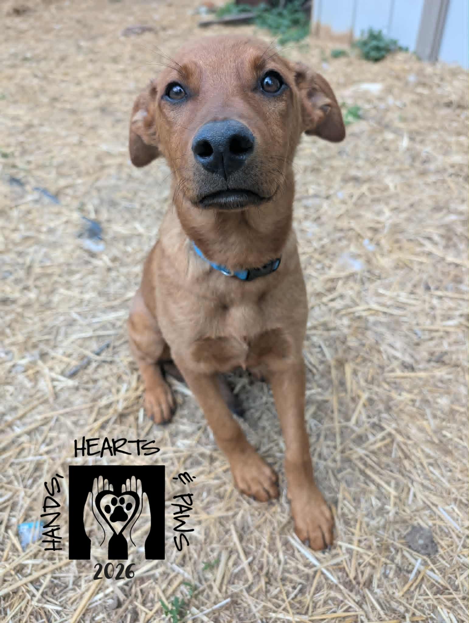 Enlarge Ulysses, a ADOPTABLE mixed breed in Omaha, NE image 2/3