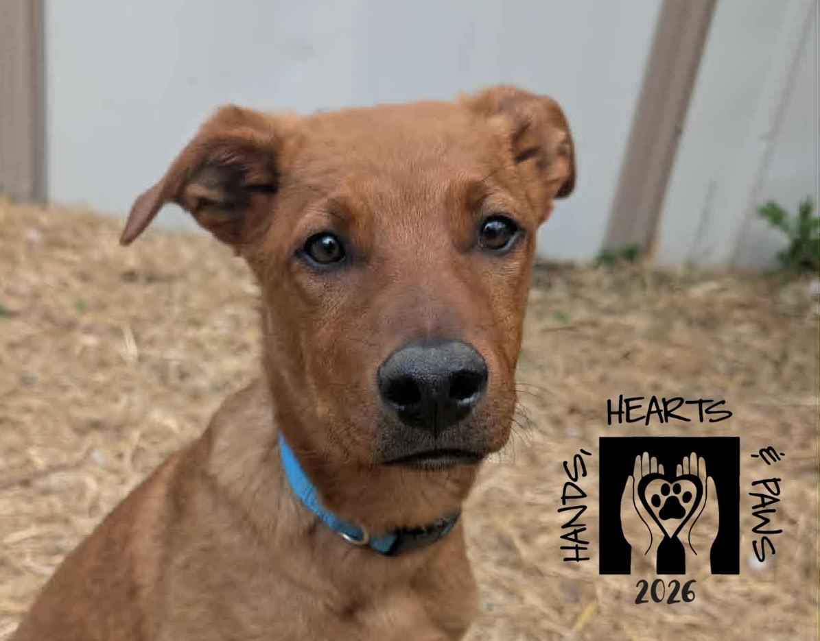 Enlarge Ulysses, a ADOPTABLE mixed breed in Omaha, NE image 3/3