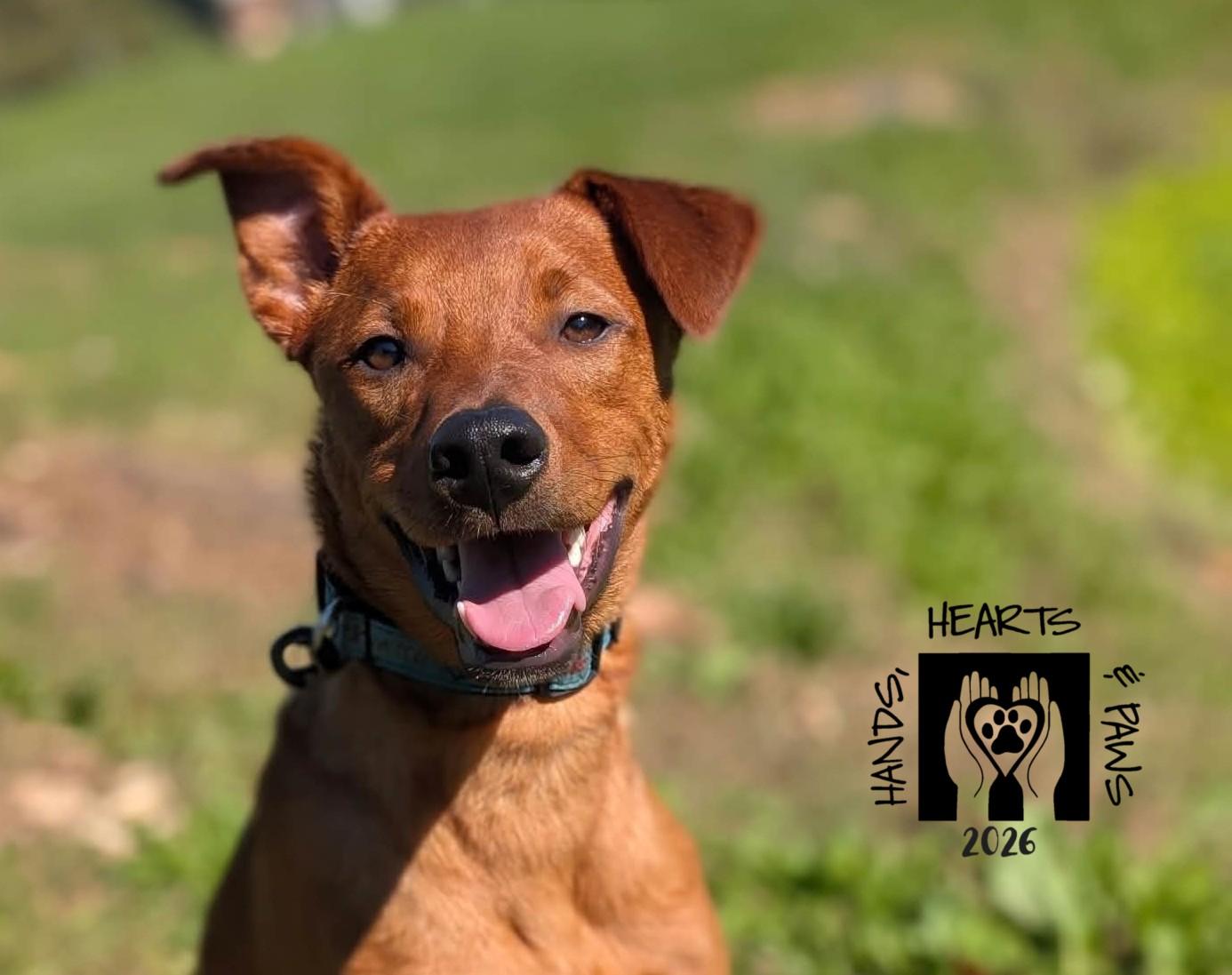 Enlarge Ulysses, a Adoptable mixed breed in Omaha, NE image 4/6