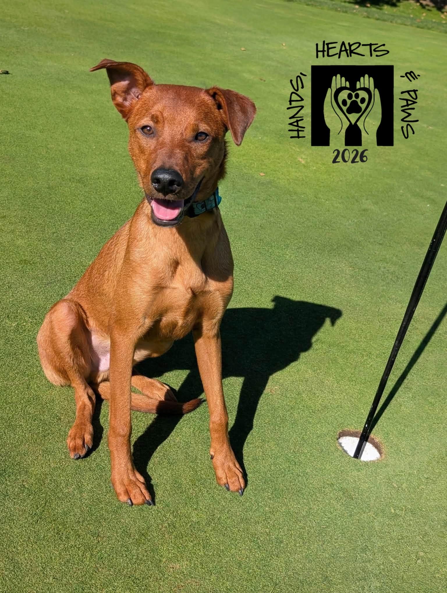 Enlarge Ulysses, a Adoptable mixed breed in Omaha, NE image 1/6