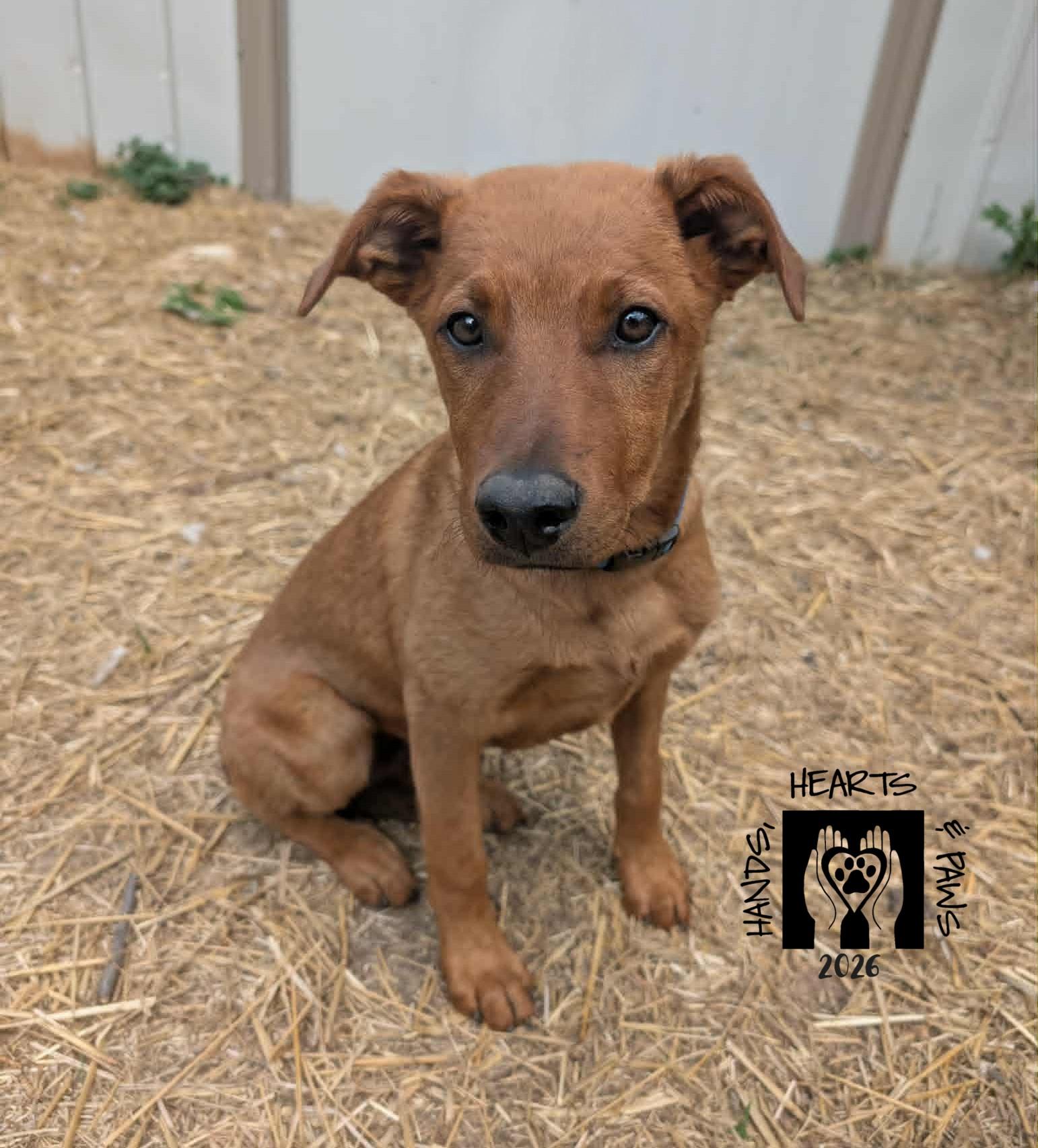 Ulysses, ADOPTABLE, Puppy Male Labrador Retriever & Shepherd.