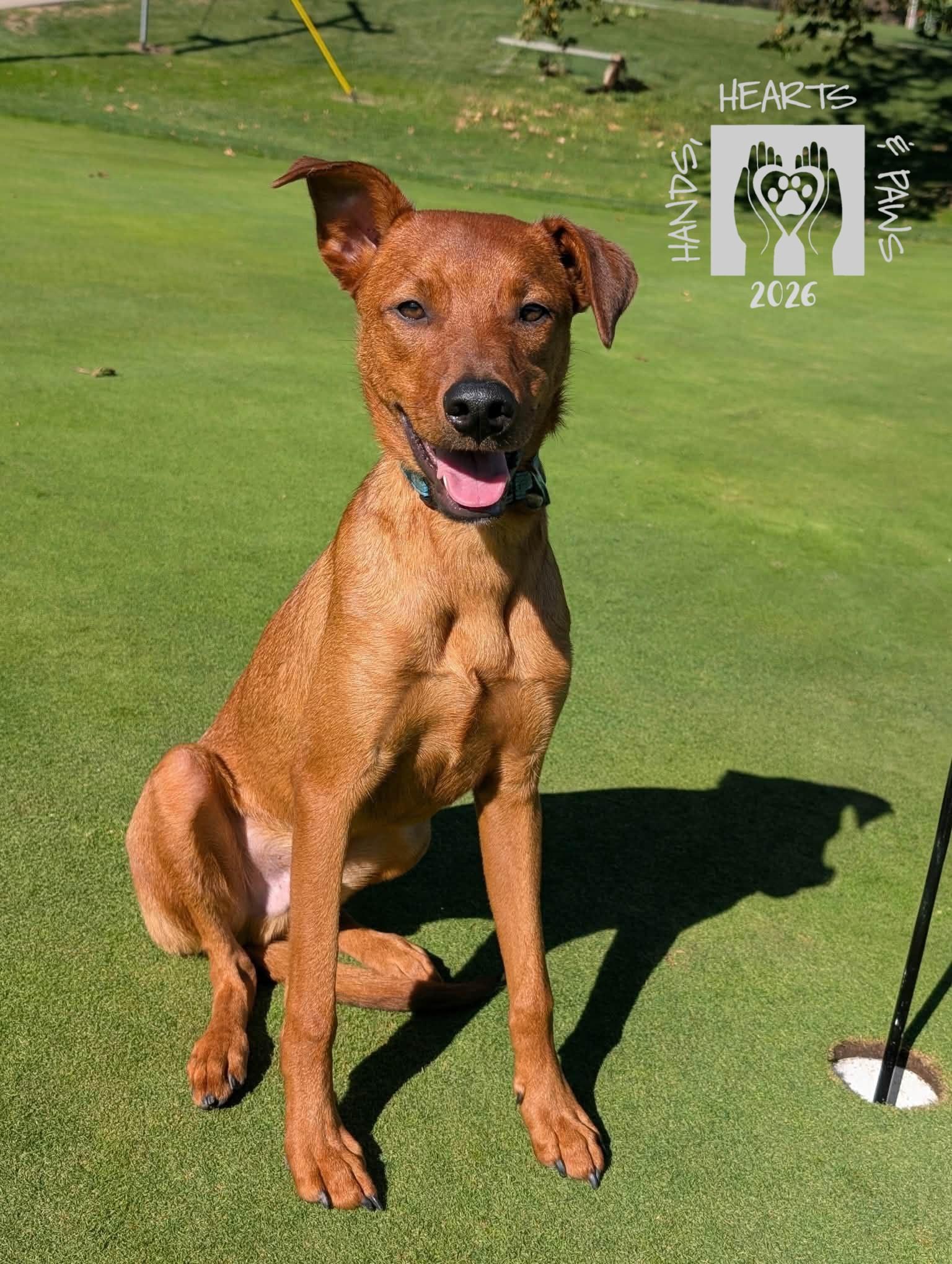 Enlarge Ulysses, a Adoptable mixed breed in Omaha, NE image 6/6