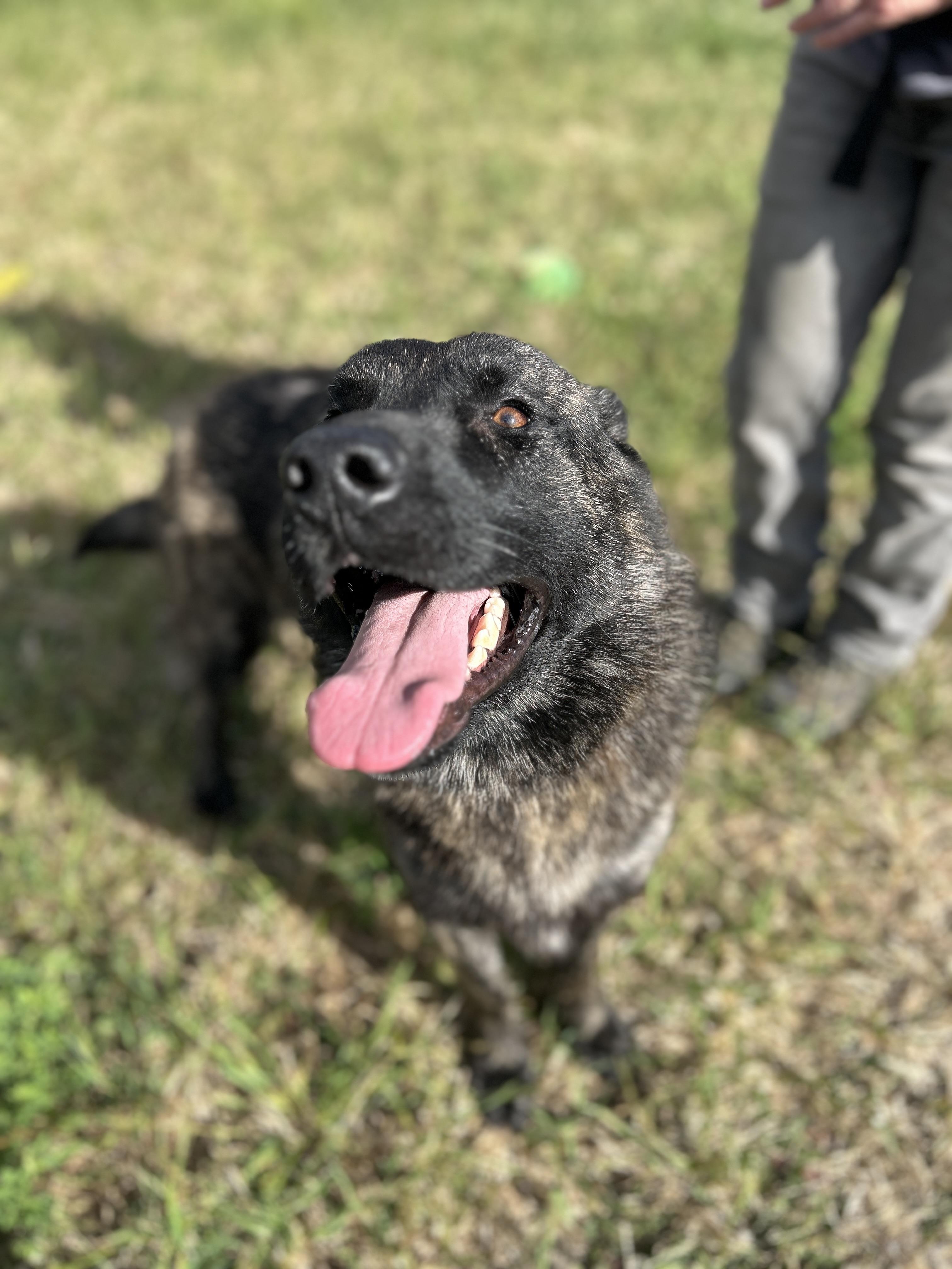 Enlarge James, a Adoptable mixed breed in Port Angeles, WA image 2/6
