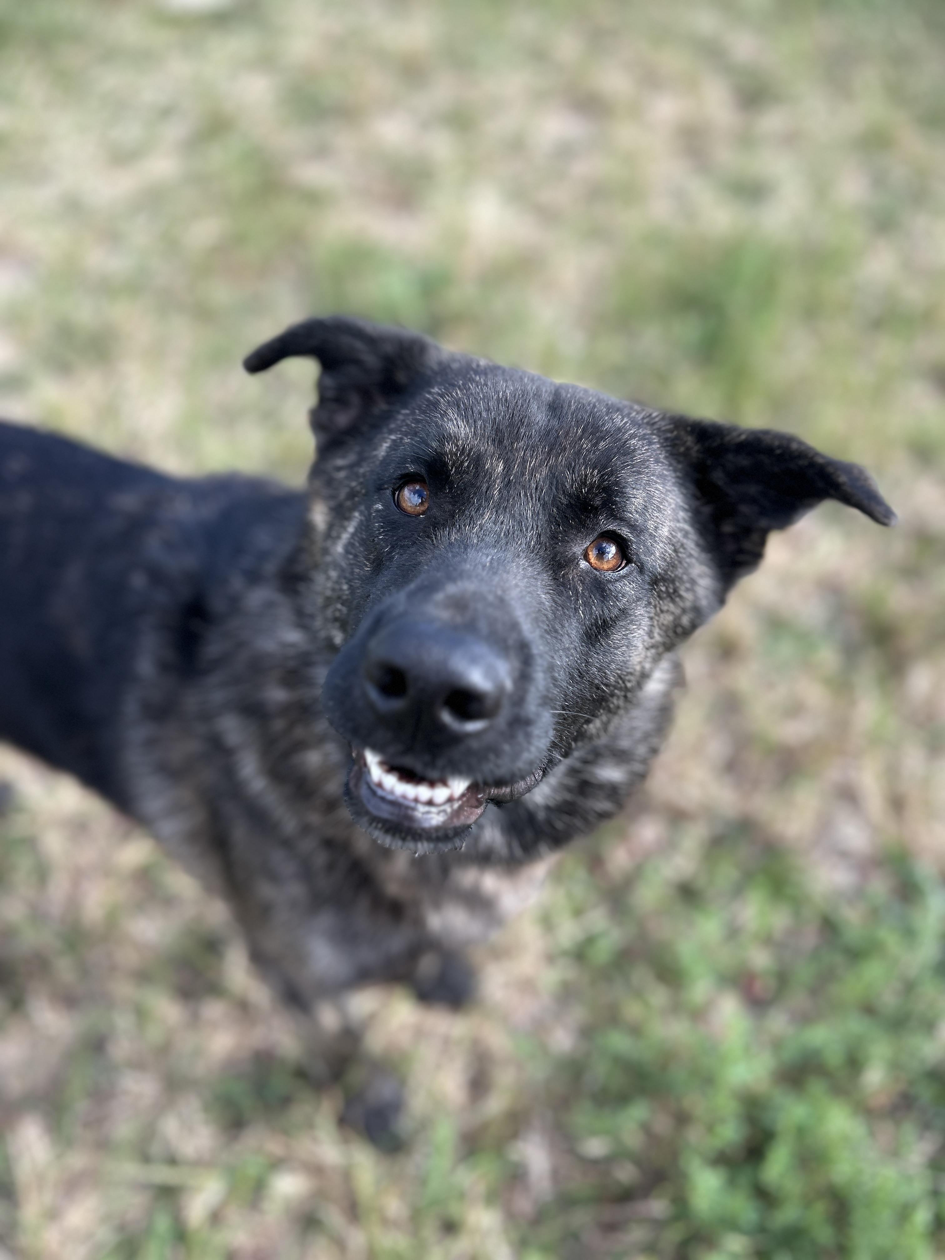 James, Adoptable, Young Male Shepherd & Husky.