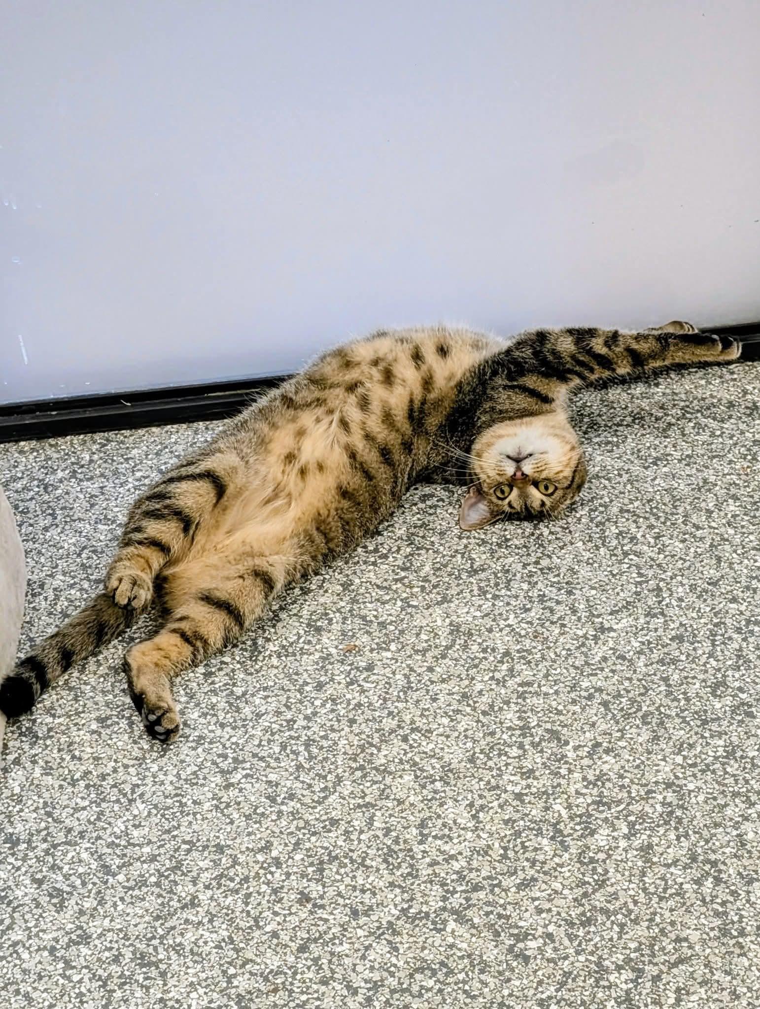 Enlarge Nala, a Adoptable Domestic Short Hair in Hudsonville, MI image 1/6