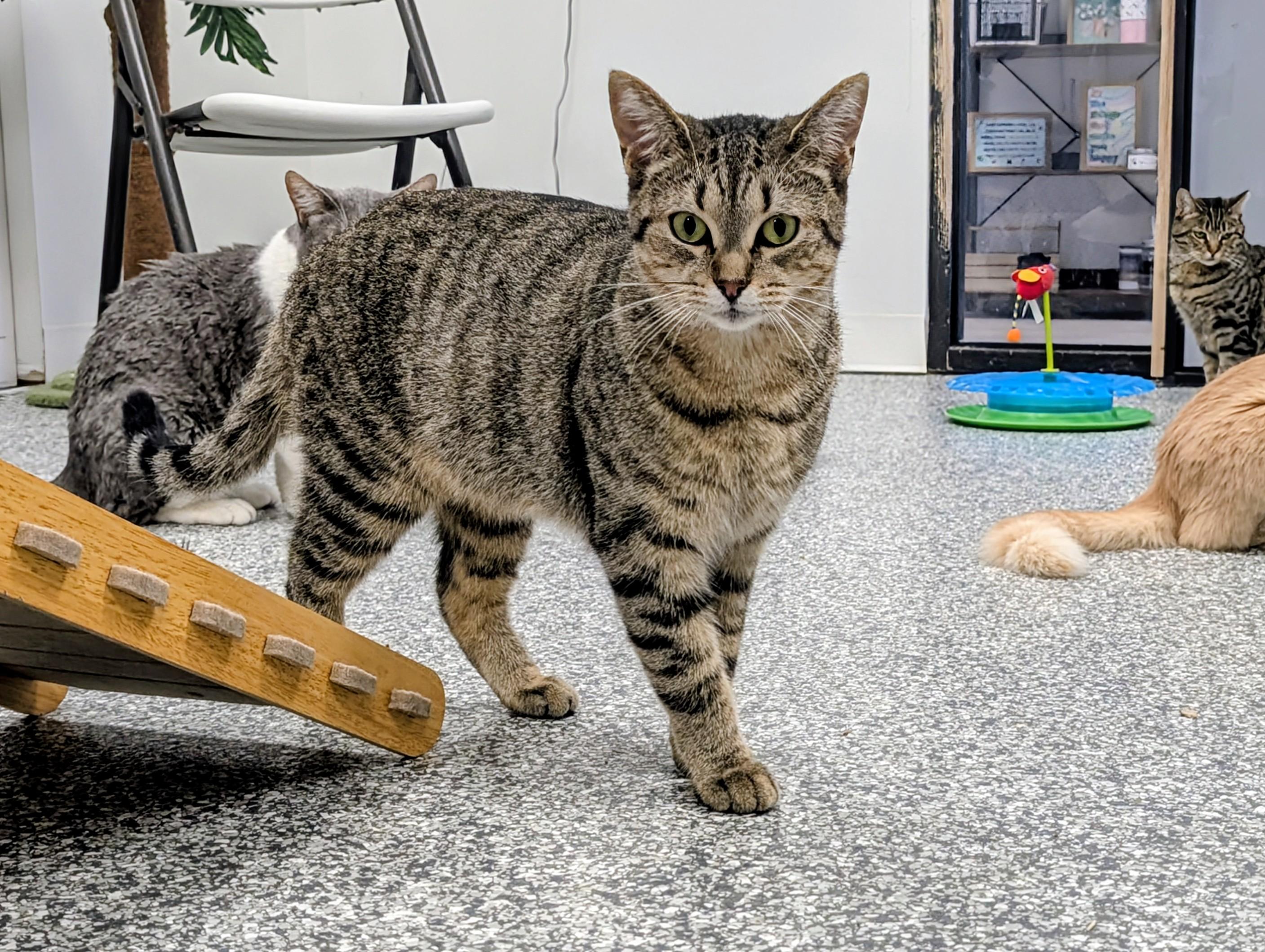 Enlarge Nala, a Adoptable Domestic Short Hair in Hudsonville, MI image 3/6