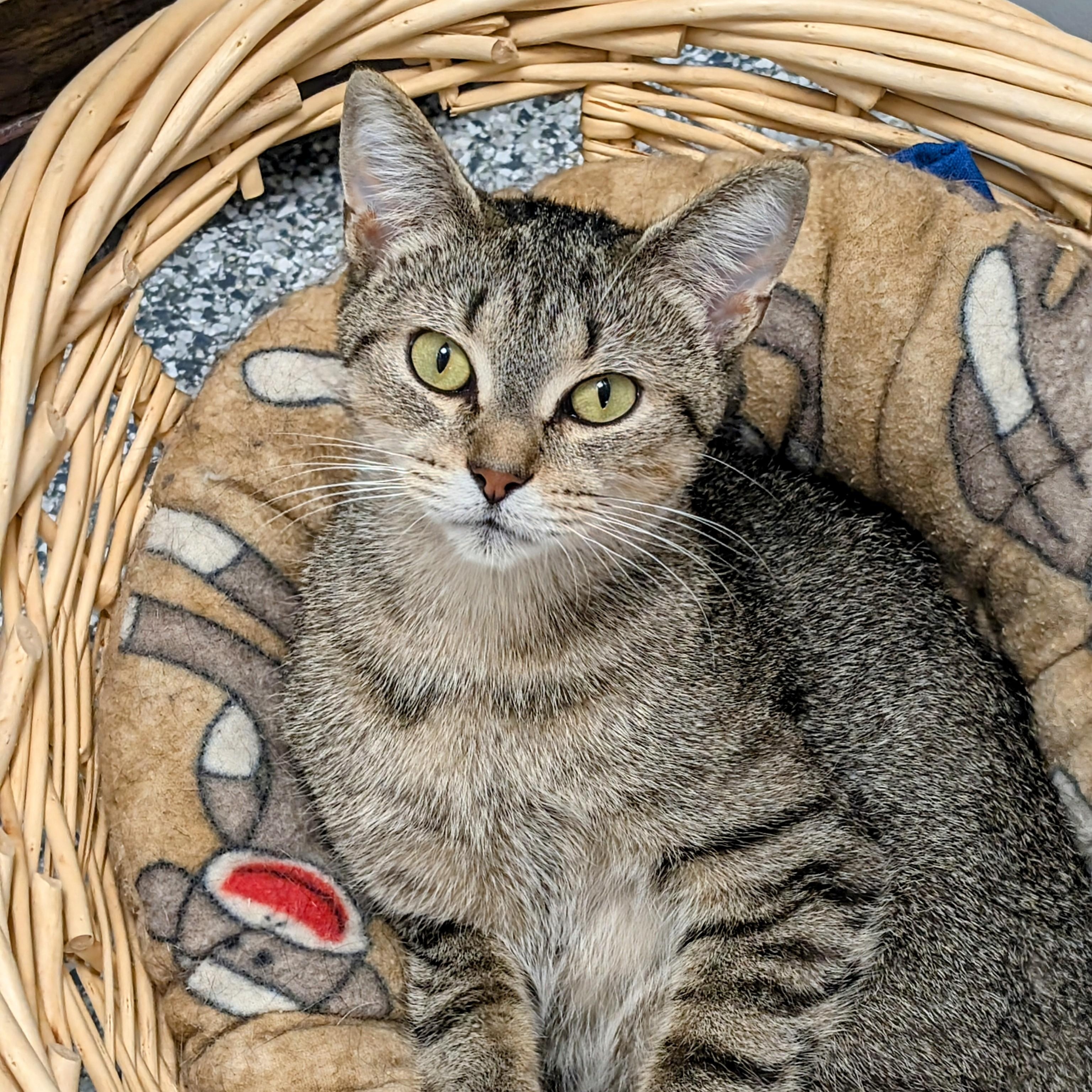 Nala, Adoptable, Young Female Domestic Short Hair.