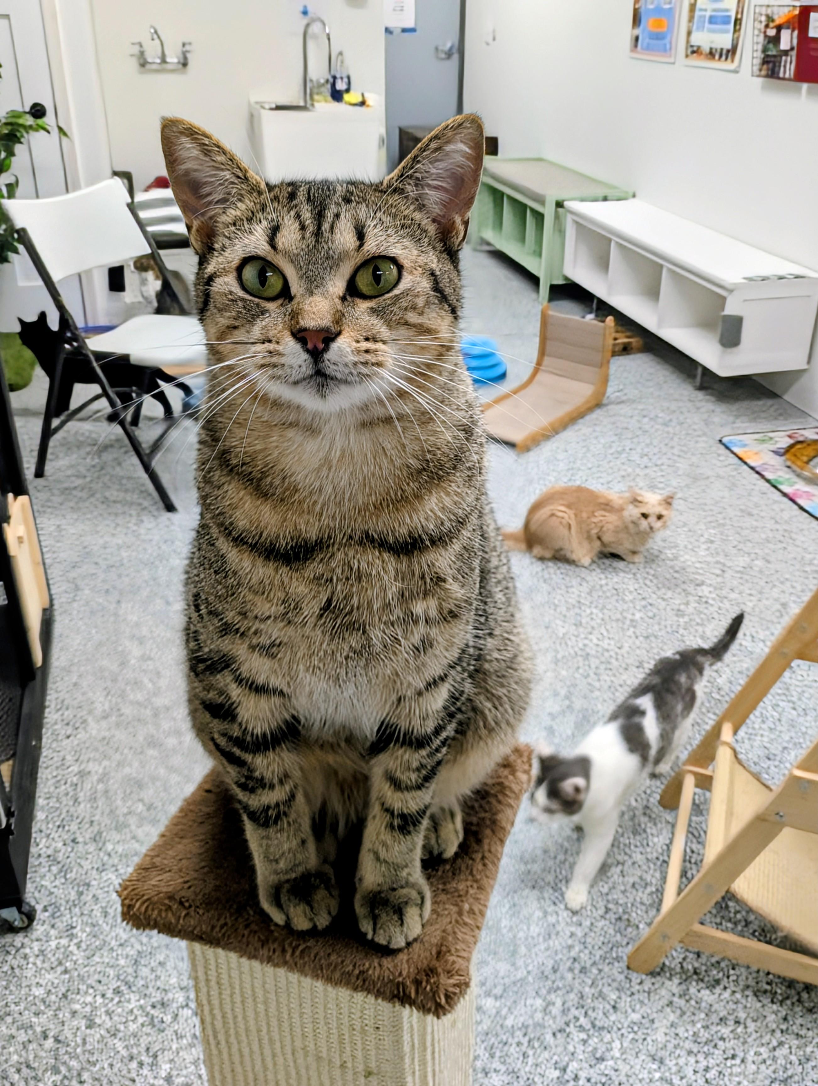 Enlarge Nala, a Adoptable Domestic Short Hair in Hudsonville, MI image 4/6