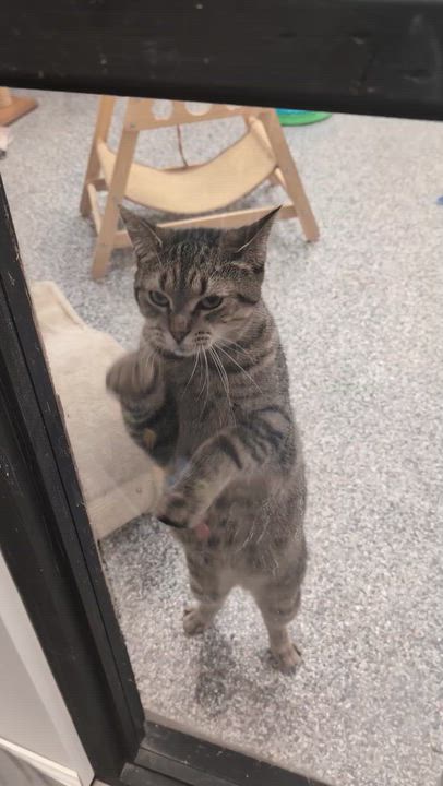 Enlarge Nala, a Adoptable Domestic Short Hair in Hudsonville, MI video 6/6