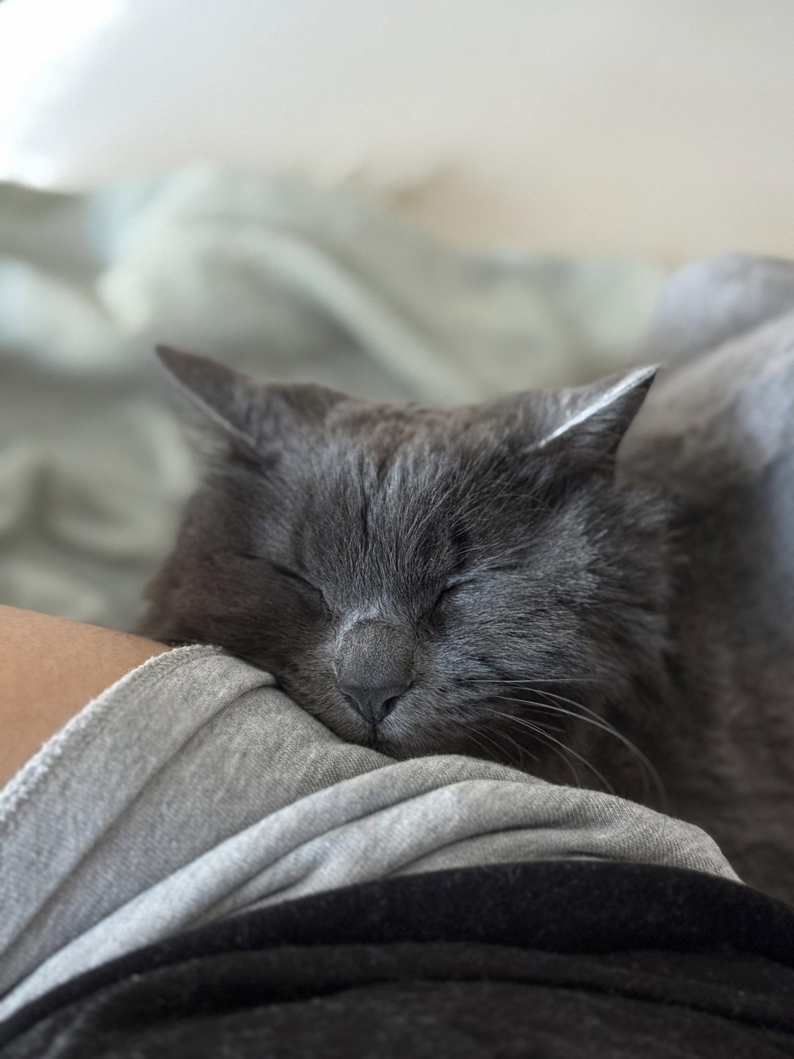 Enlarge Stevie, a Adoptable Domestic Long Hair in Somerville, MA image 1/3