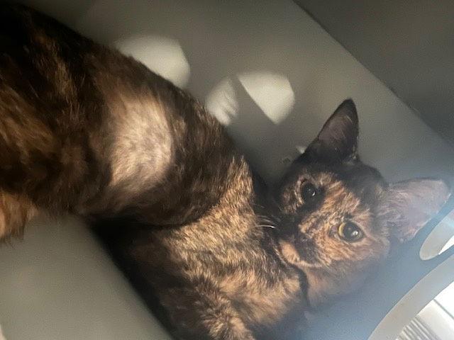 Millie, Adopted, Young Female Domestic Short Hair.