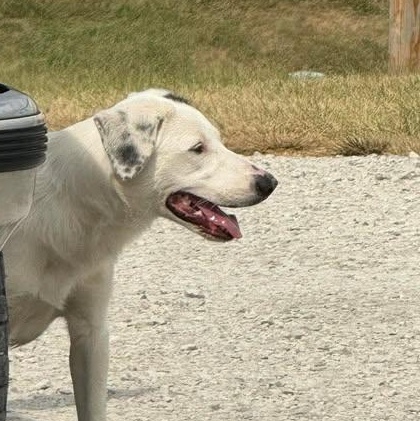 Gracie, Adopted, Young Female Border Collie.