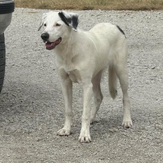 Gracie, a Adopted mixed breed in Creston, IA image 2/3